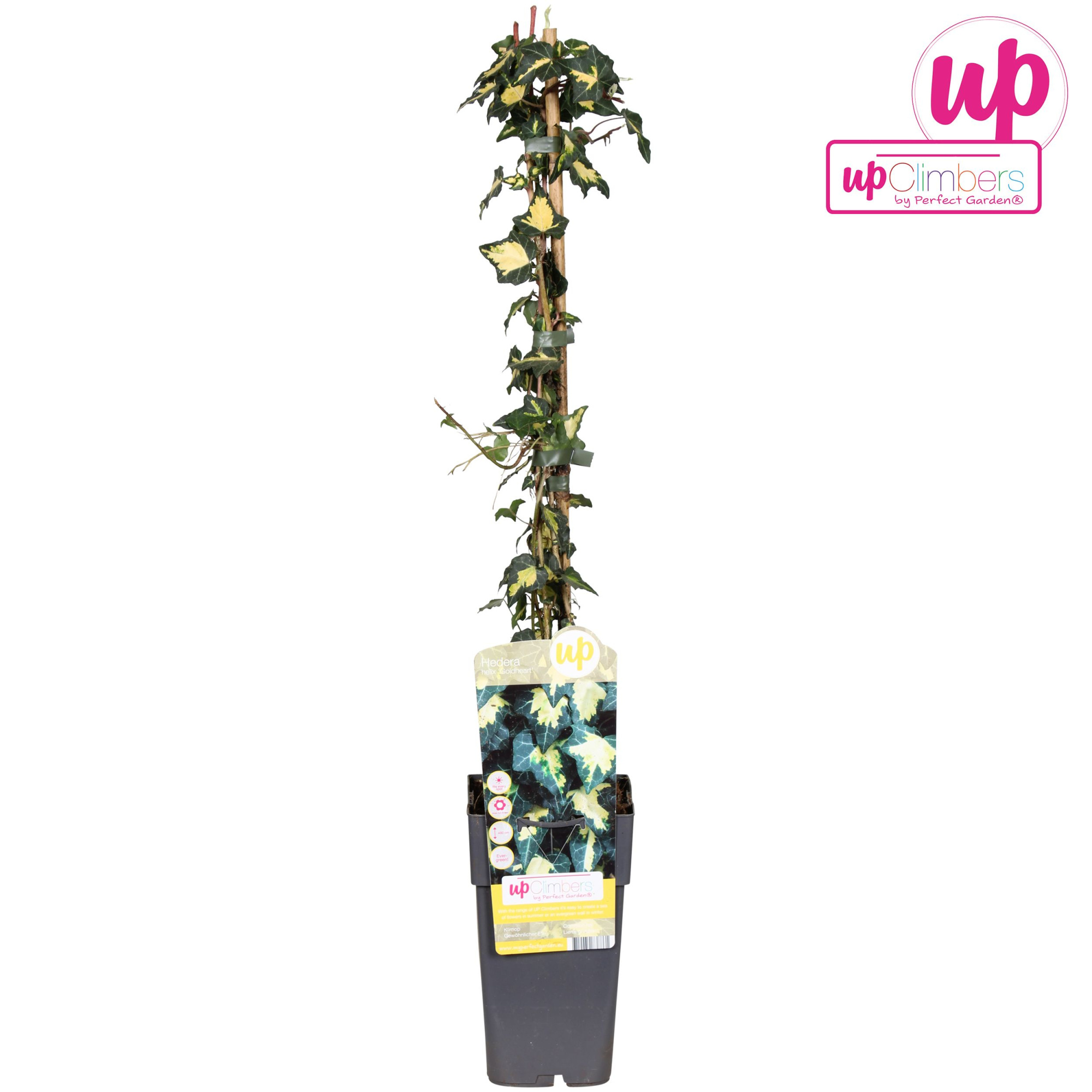 Hedera helix Goldheart P15, D 15