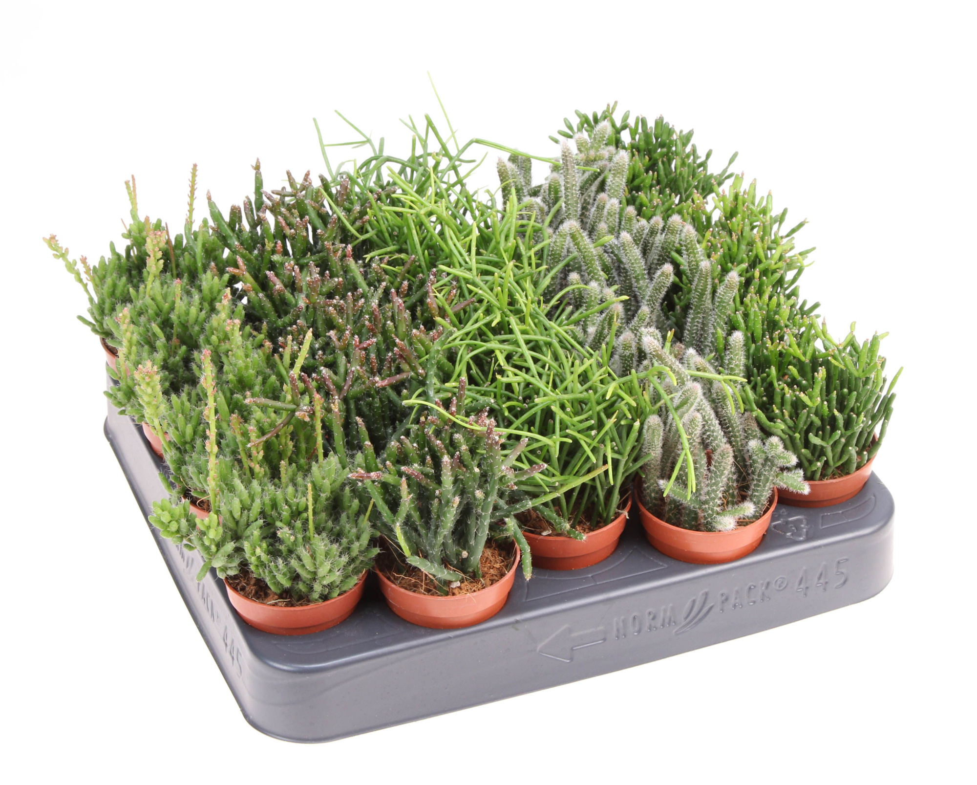 Rhipsalis mix, D 5,5