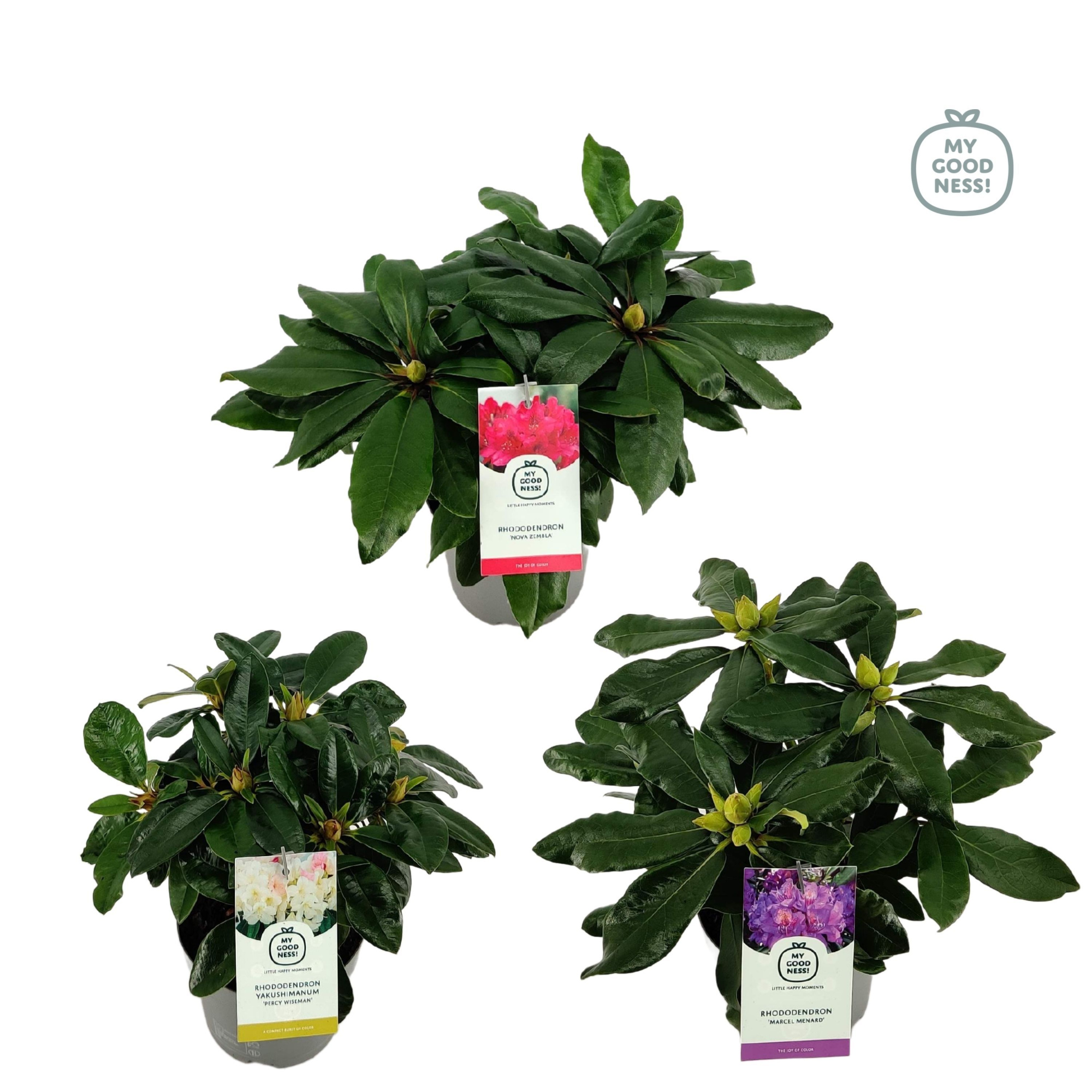 Rhododendron 15-20 /1.5 liter 'Mix CC', D 15