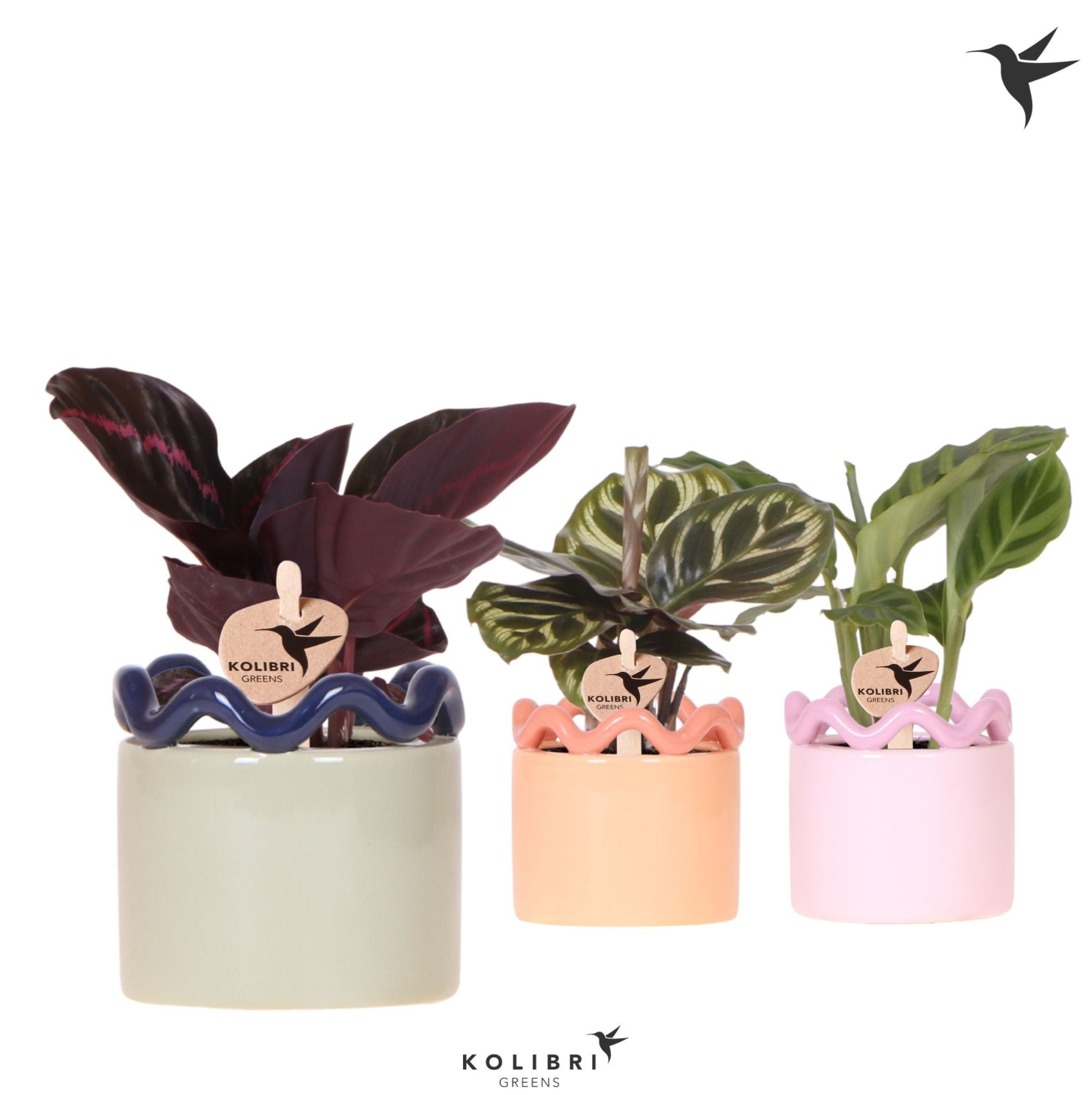 Kolibri Greens Calathea mix in Funky pot mix, D 6