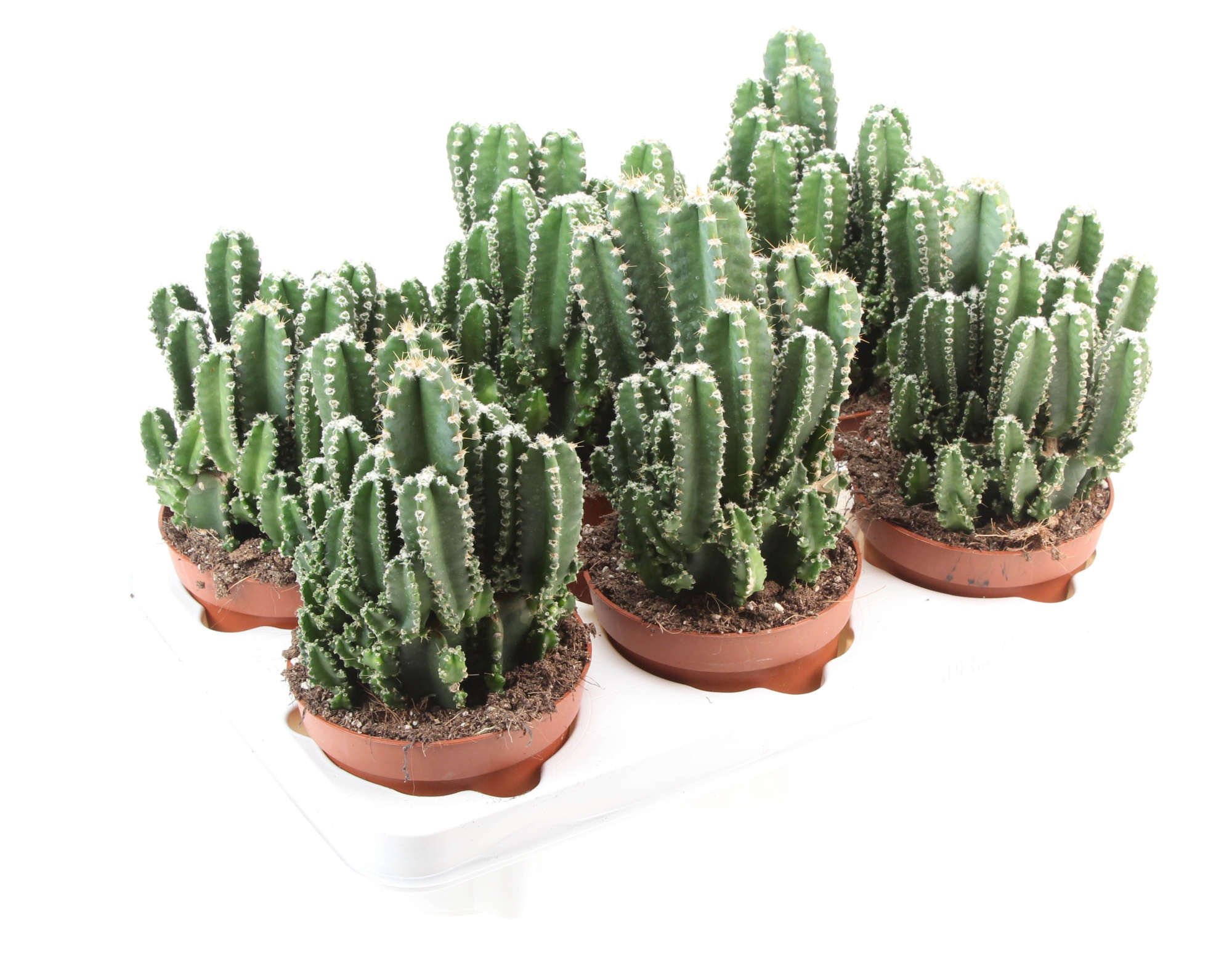 Cereus Florida, D 12