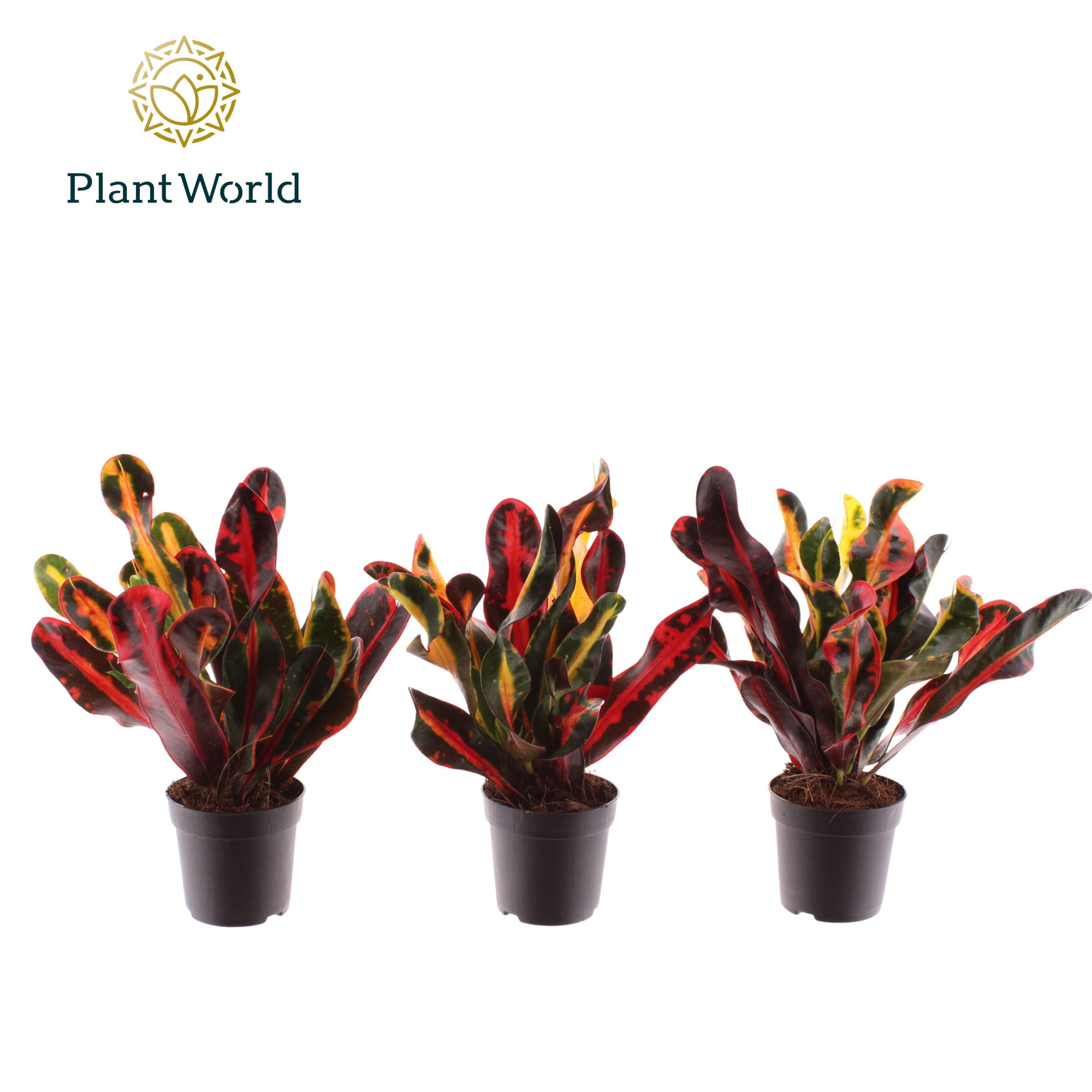 Croton Mammi kopstek 7 cm, D 7