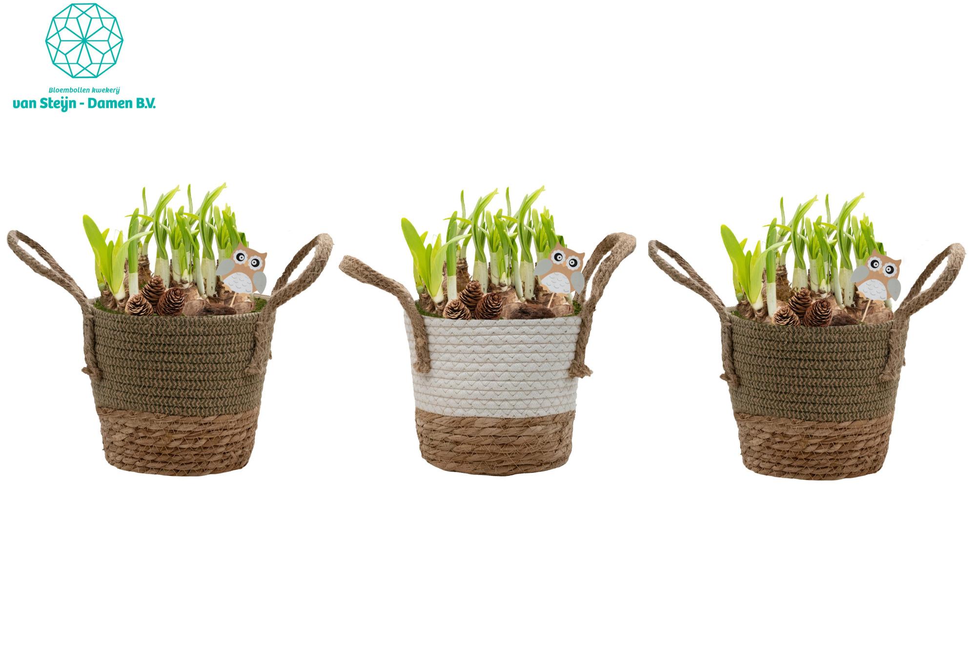 Narcissus 'Basket Round XL', D 19