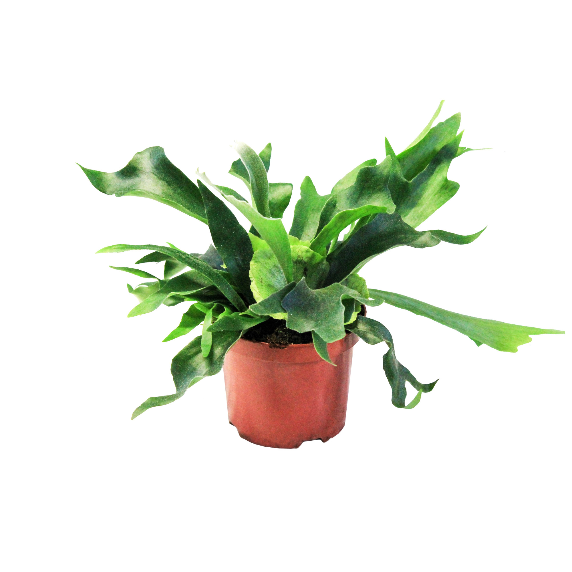 Platycerium Alcicorne (Hertshoorn), D 24