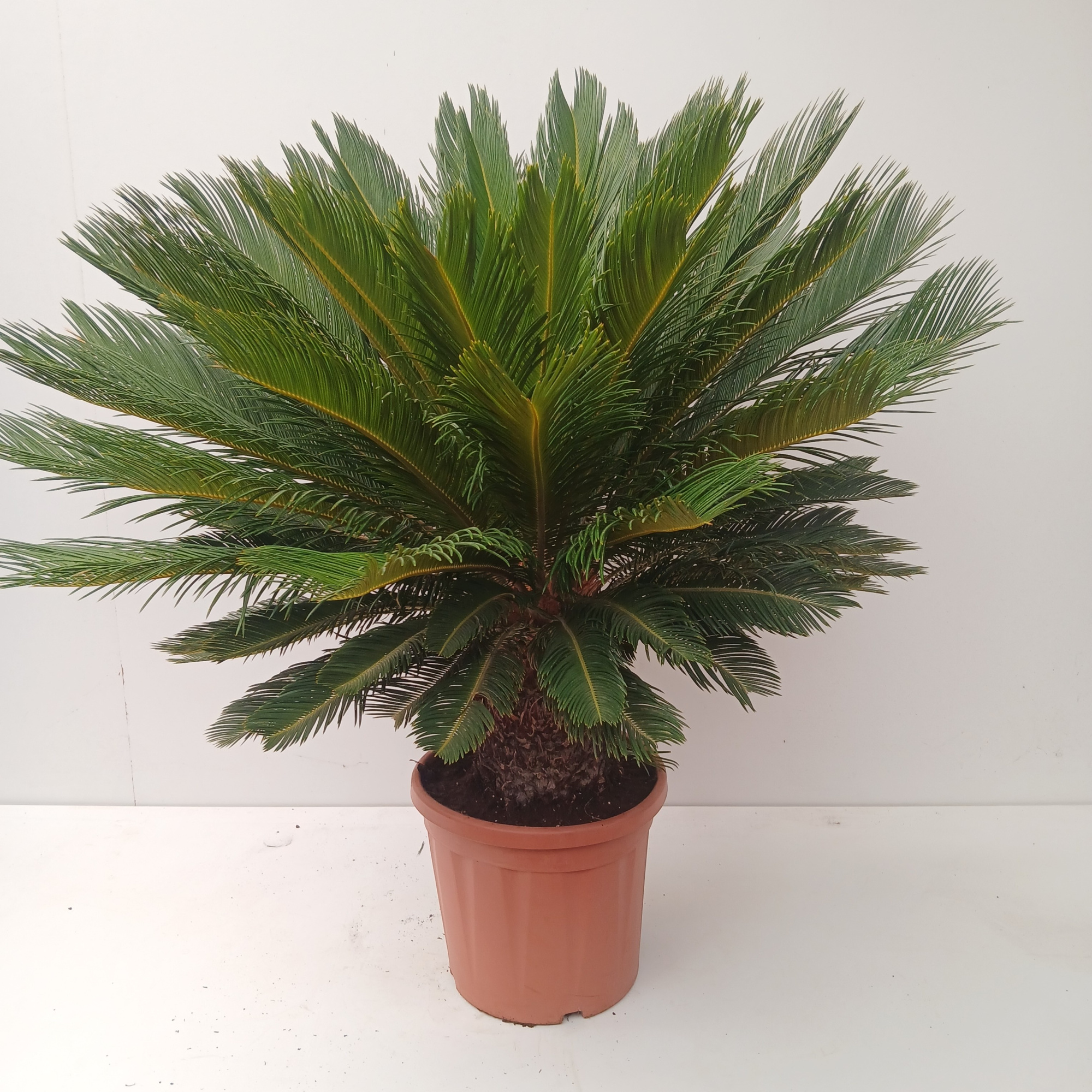 cycas revoluta, D 40