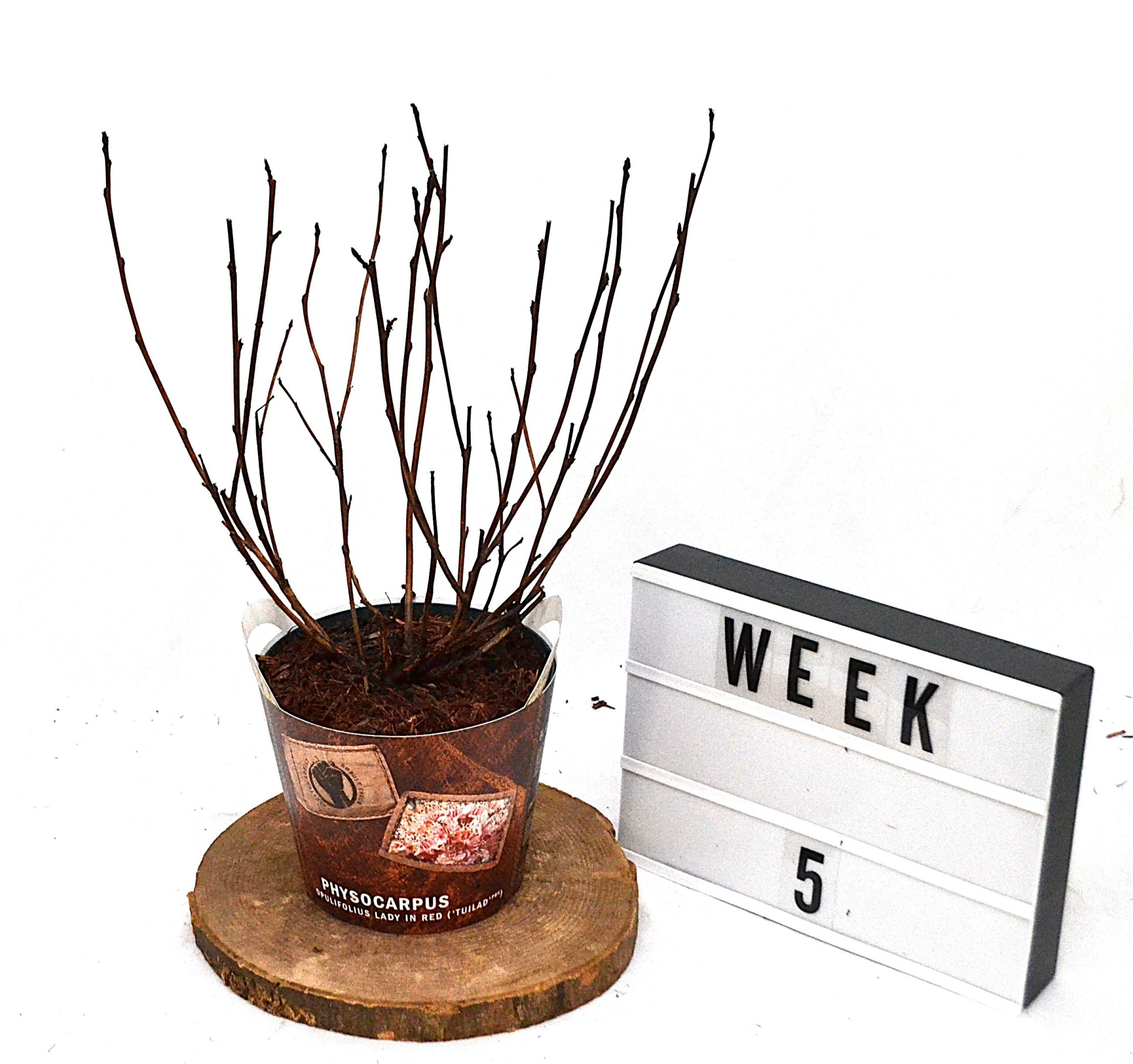 Physocarpus opulifolius Lady in Red C3, D 19