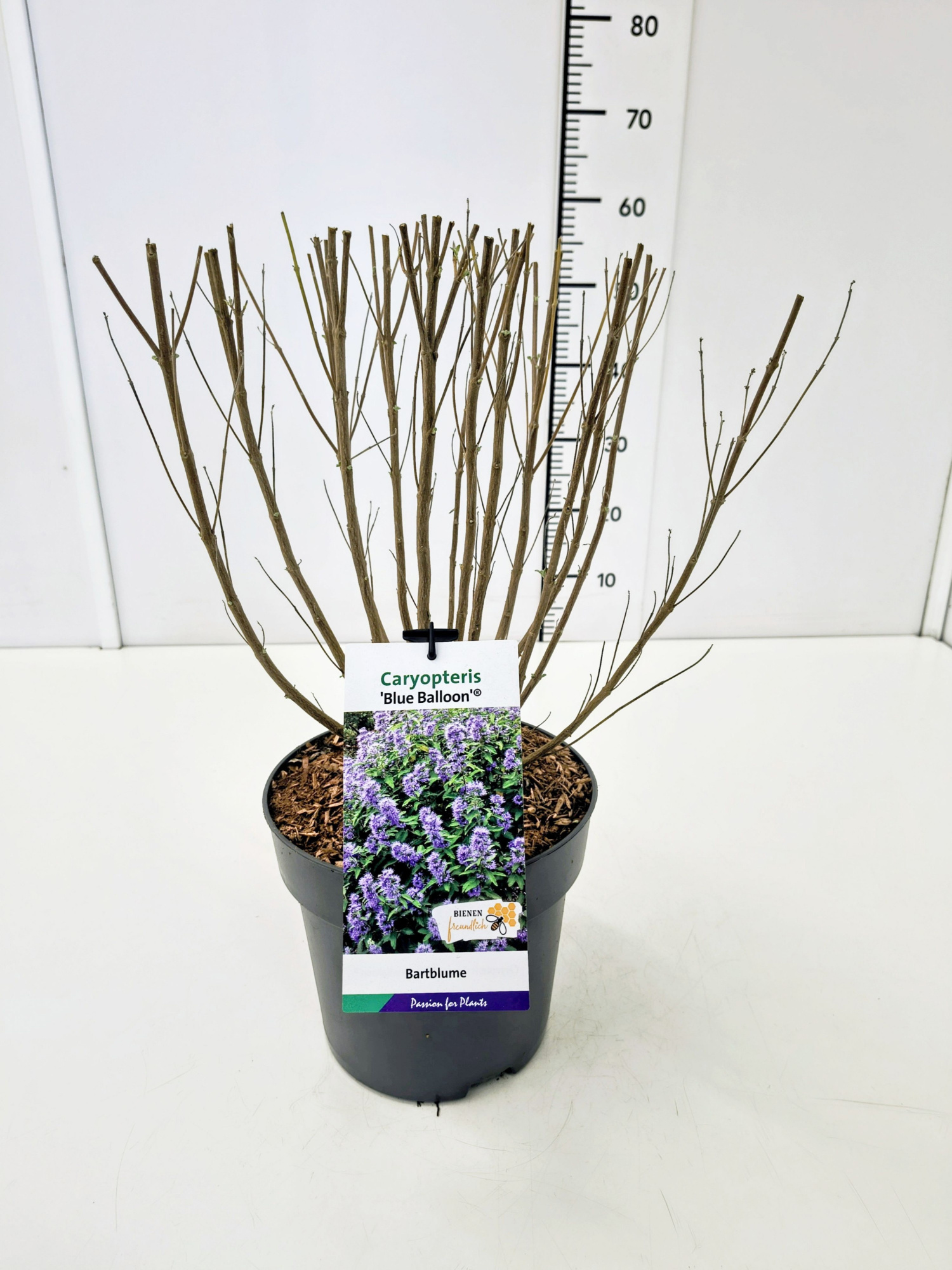 Caryopteris cland. 'Blue Balloon' C5, D 23