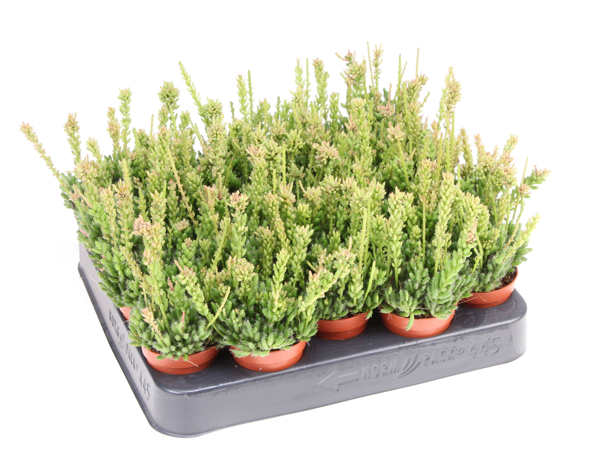 Rhipsalis messembryanthemoides, D 5,5