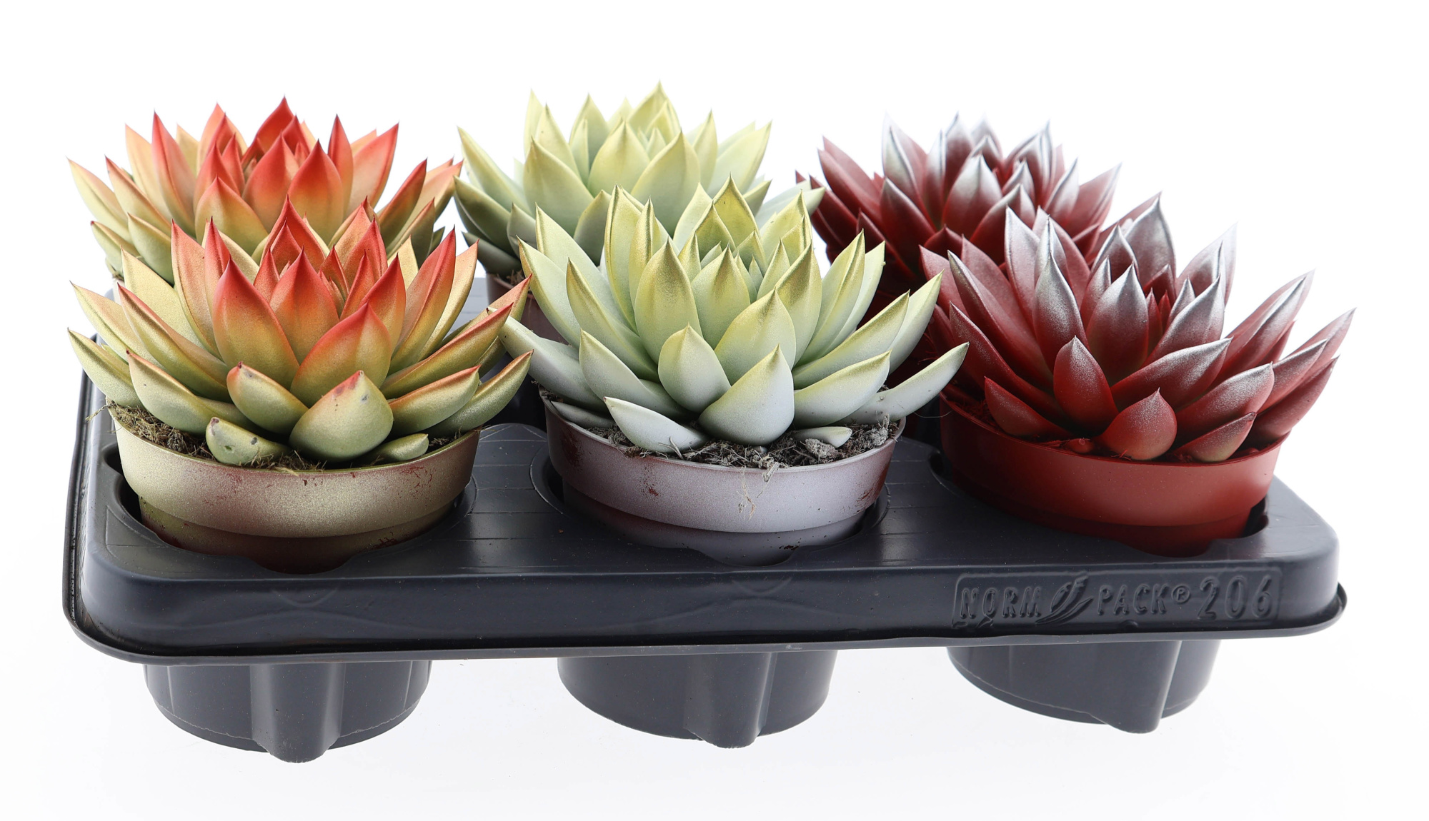 2 colors kerstmix, D 12