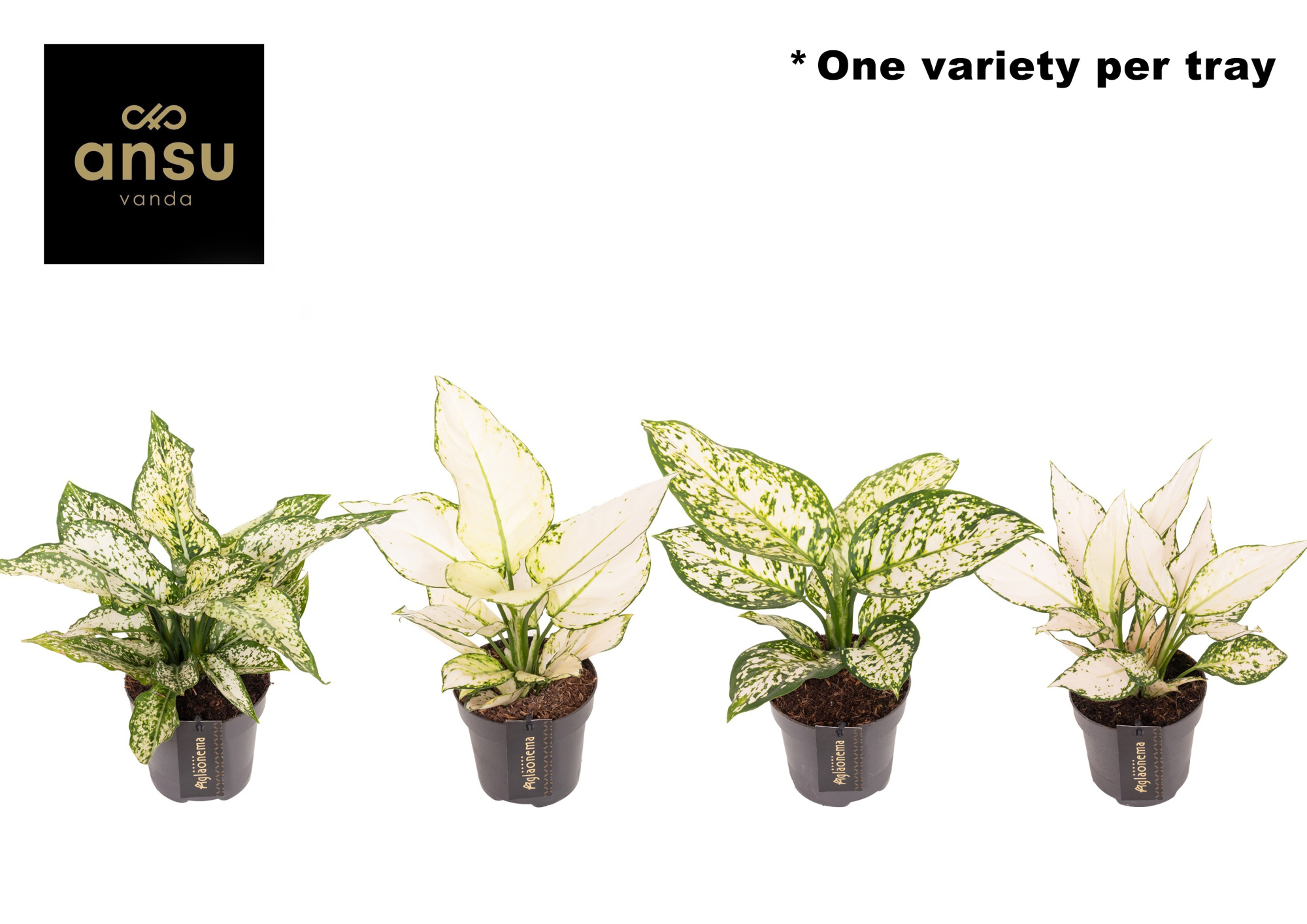 Aglaonema White Surprise Tray, D 12