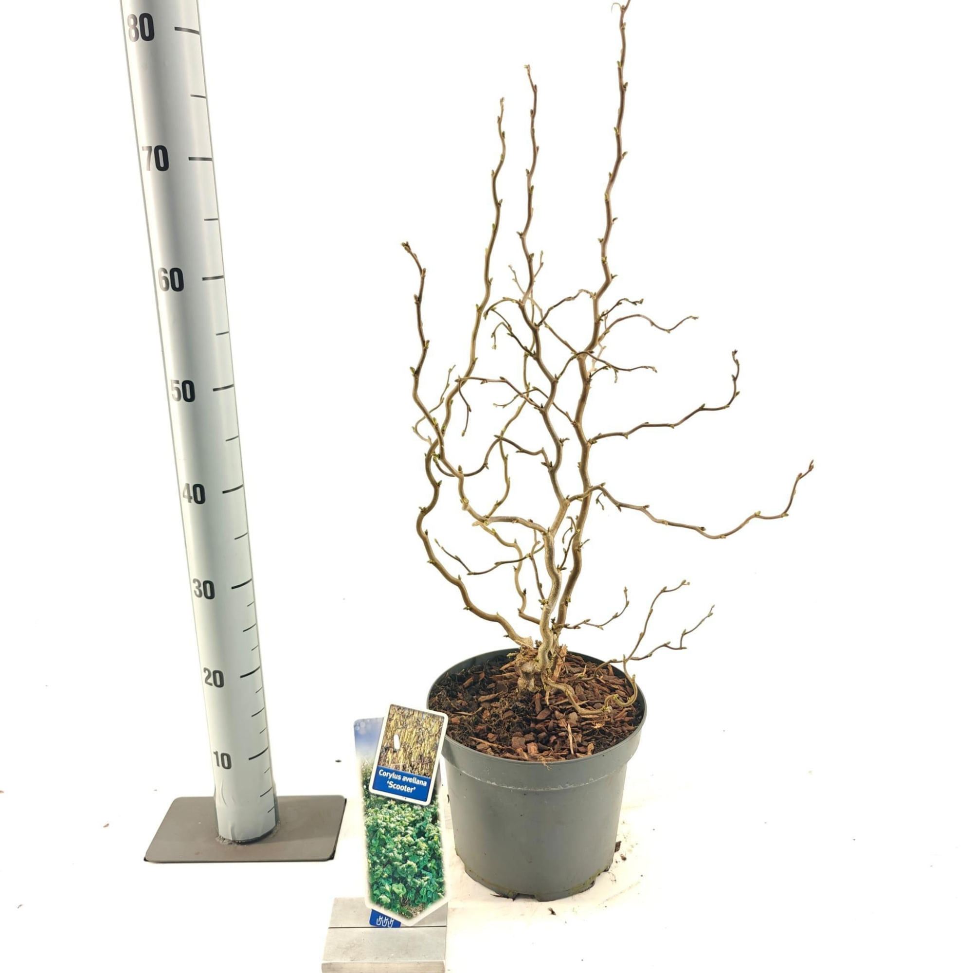 Corylus avellana 'Scooter', D 23