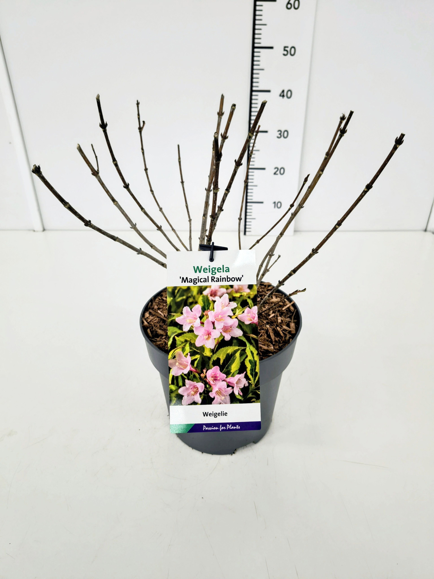 Weigela 'Magical Rainbow' 40-50C5, D 23