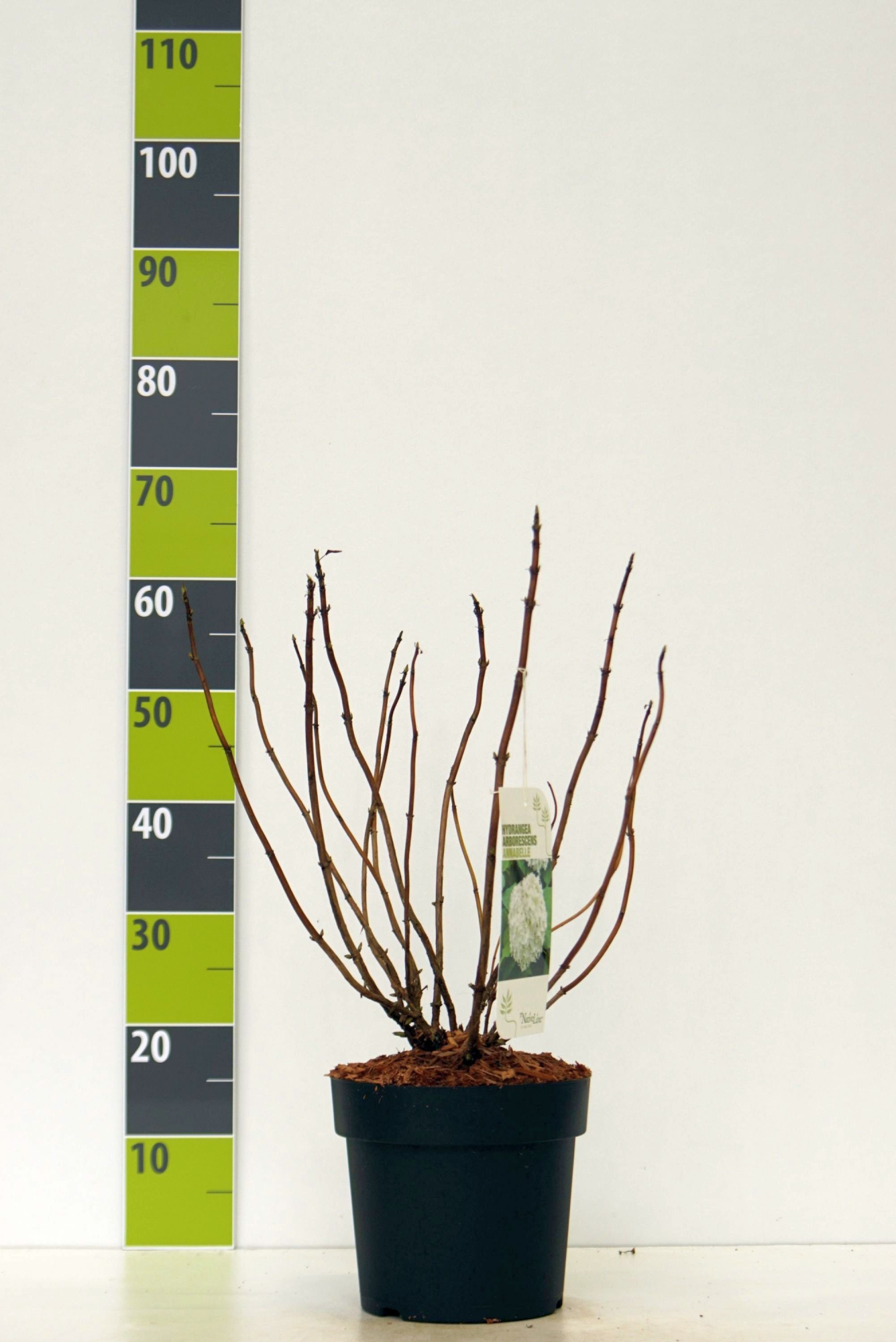 Hydrangea arborescens 'Annabelle' C 4,6, D 23