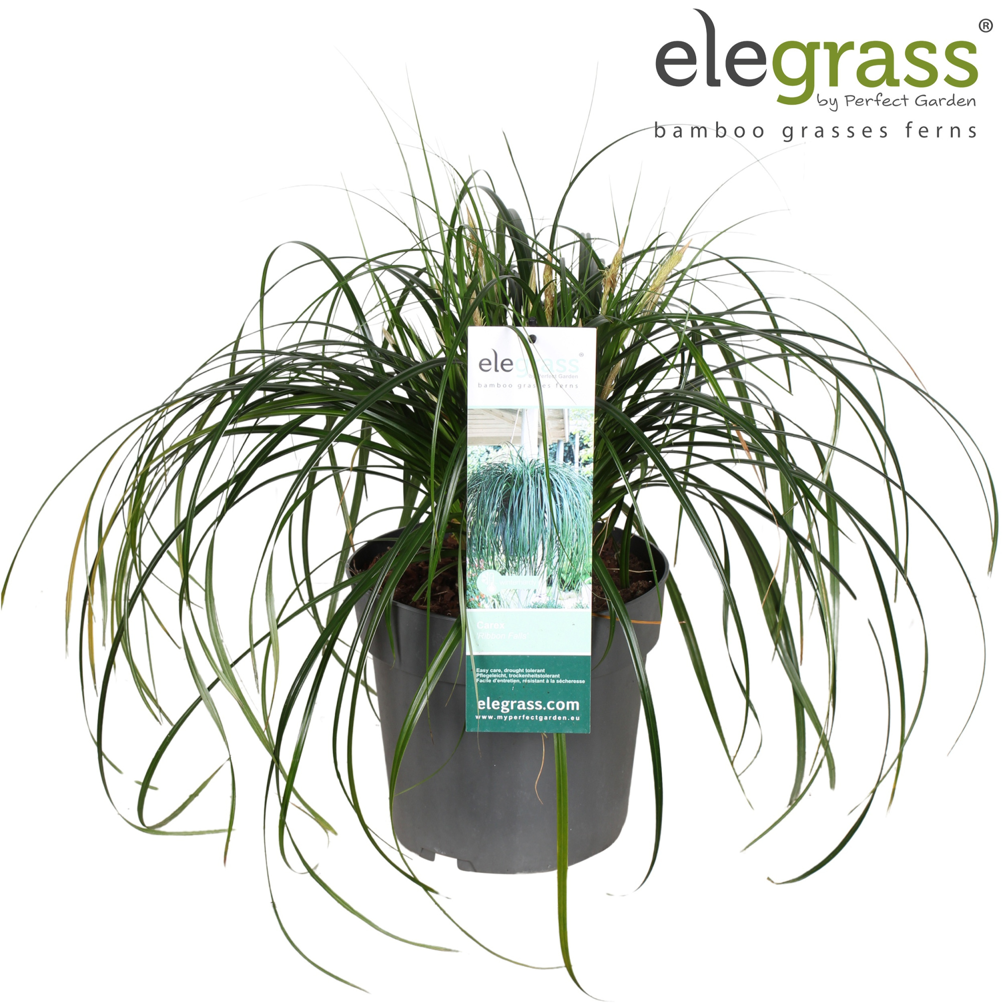 Carex 'Ribbon Falls' P23, D 23