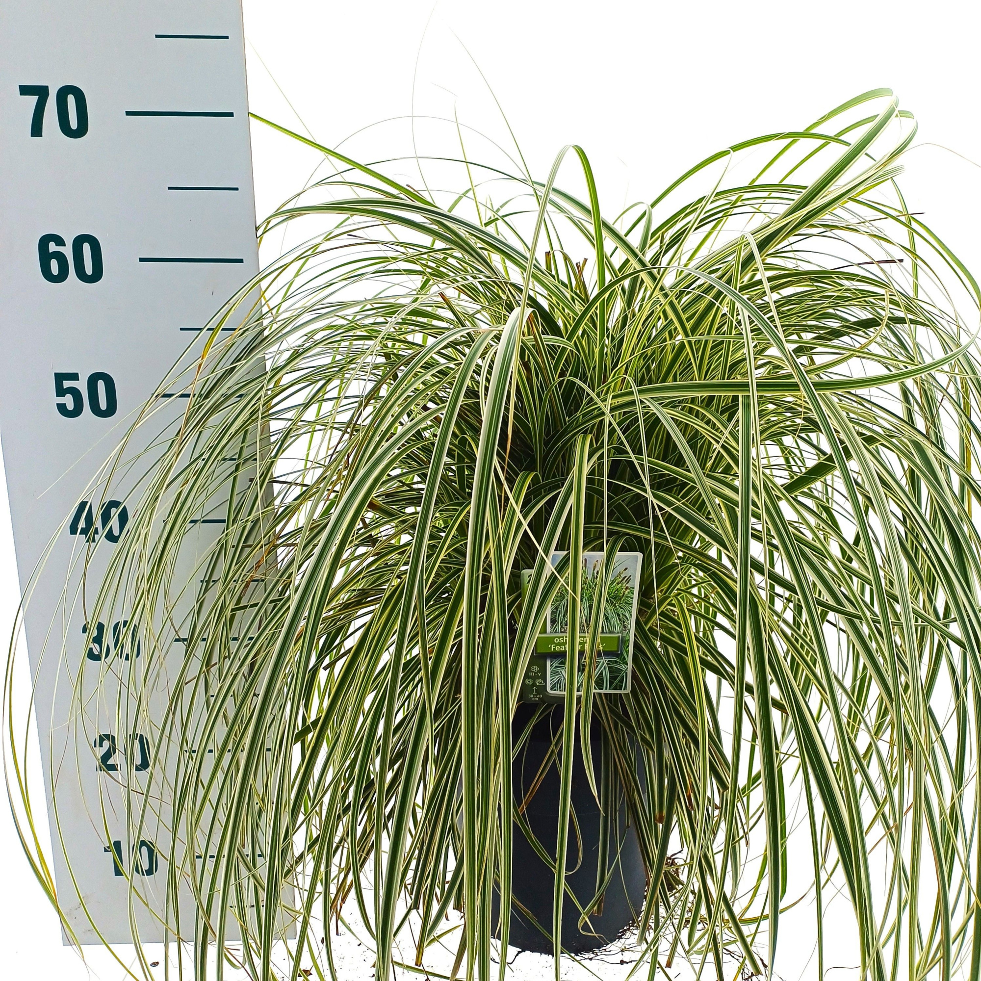 Carex 'Feather Falls' PBR, D 23