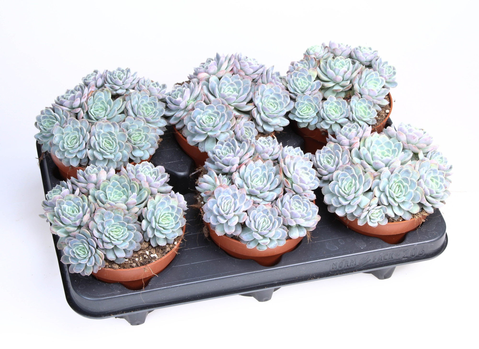 Echeveria Elegans, D 12