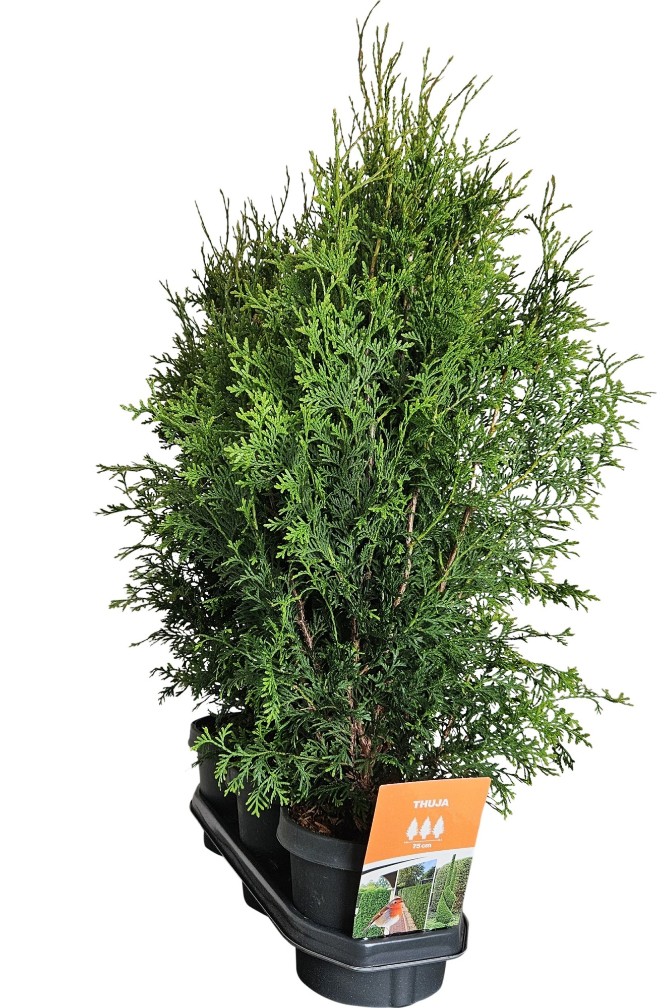 Hedgeline Thuja occidentalis (King of) Brabant C3, D 19