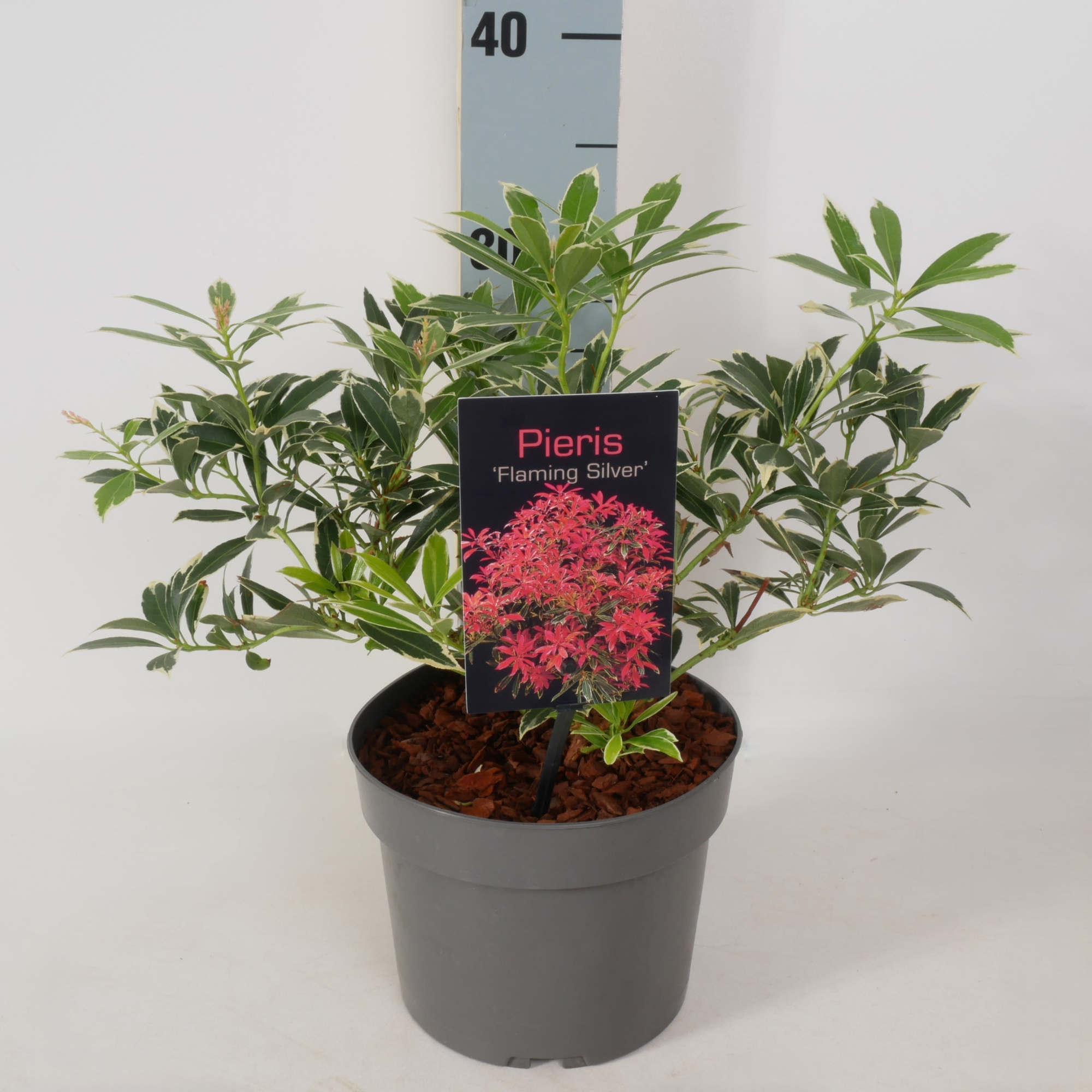 Pieris 'Flaming Silver' P17, D 17