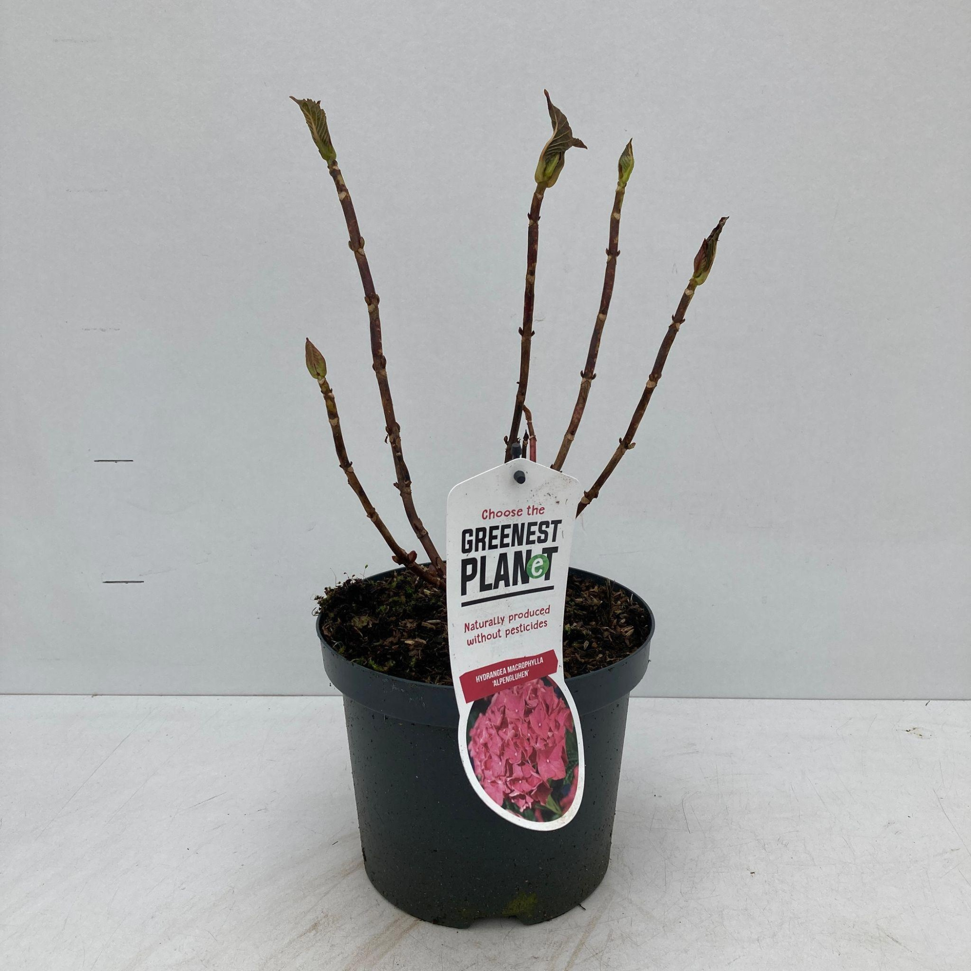 Hydrangea macr. 'Alpengluhen', D 19