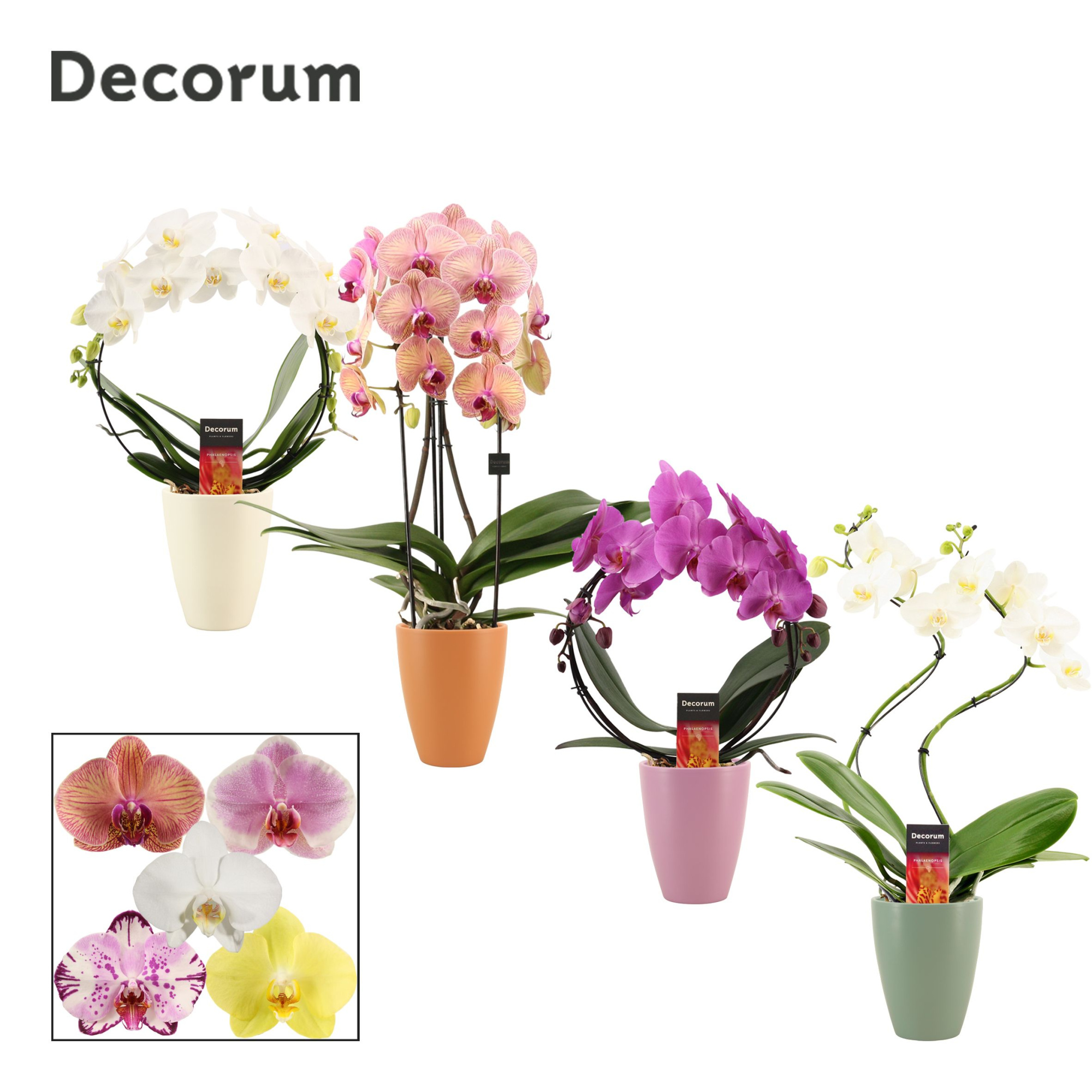 Phalaenopsis vormen mix 2 tak in Carly (Craft world-collection), D 12