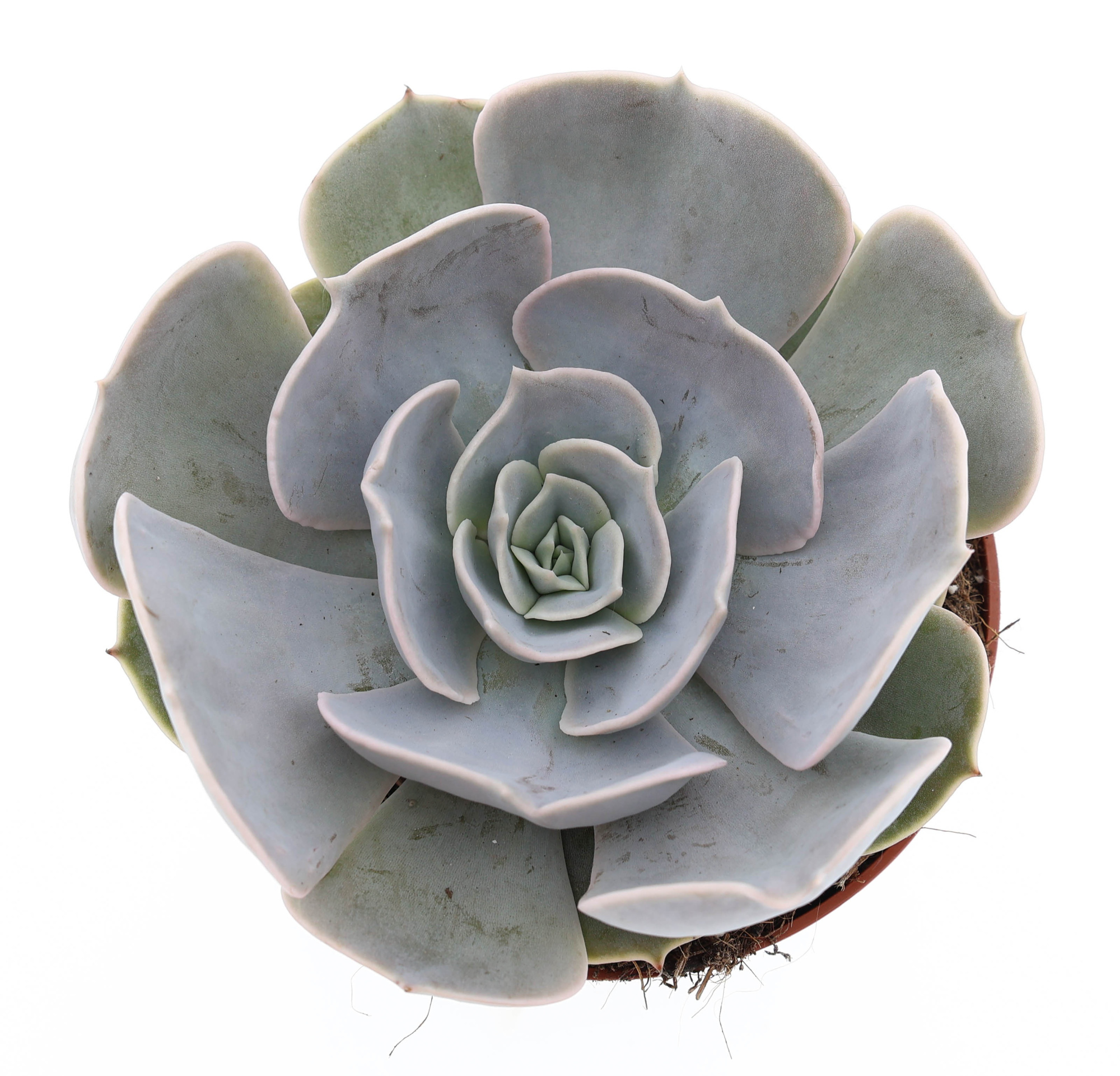 Echeveria Pollux, D 10,5