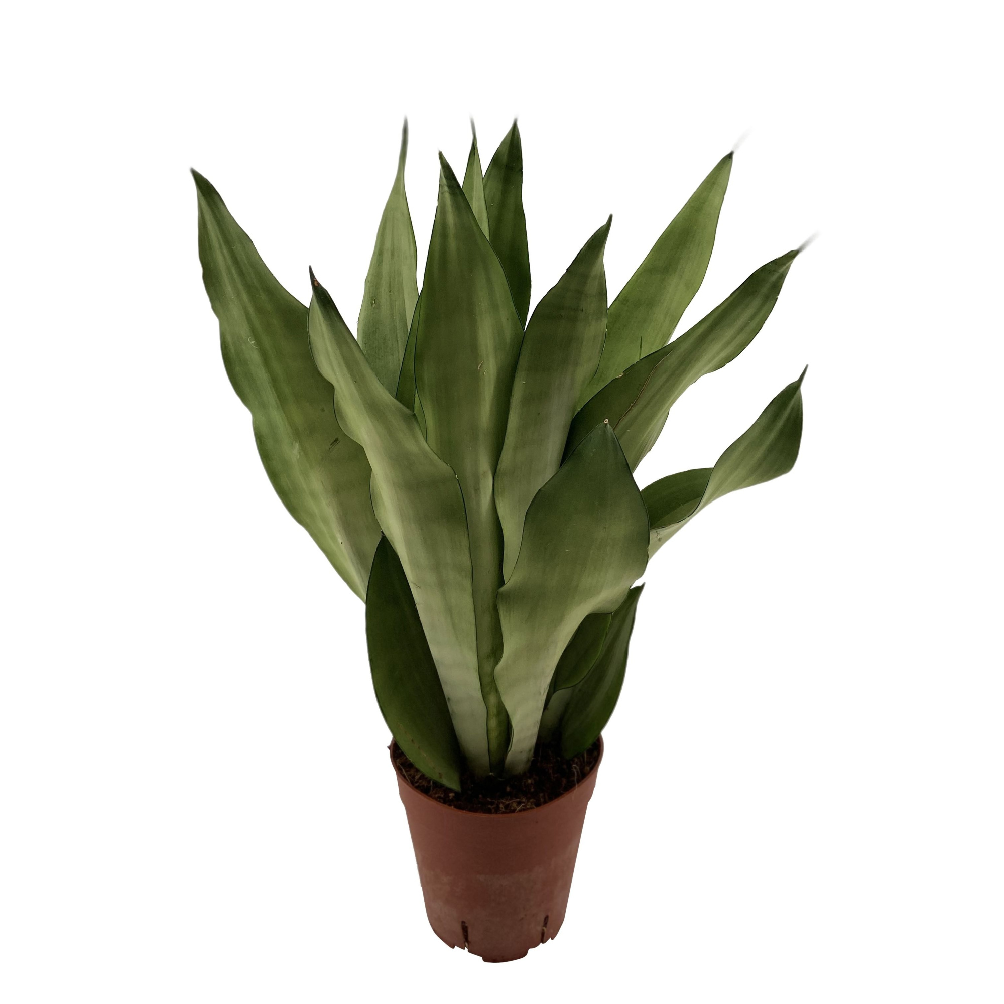 Sansevieria Moonshine 3PP, D 14