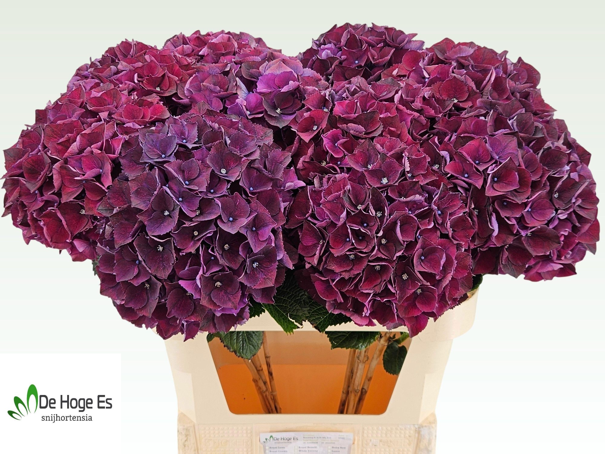 Гортензия Мэджикал Руби Рэд Перпл 80, шт.