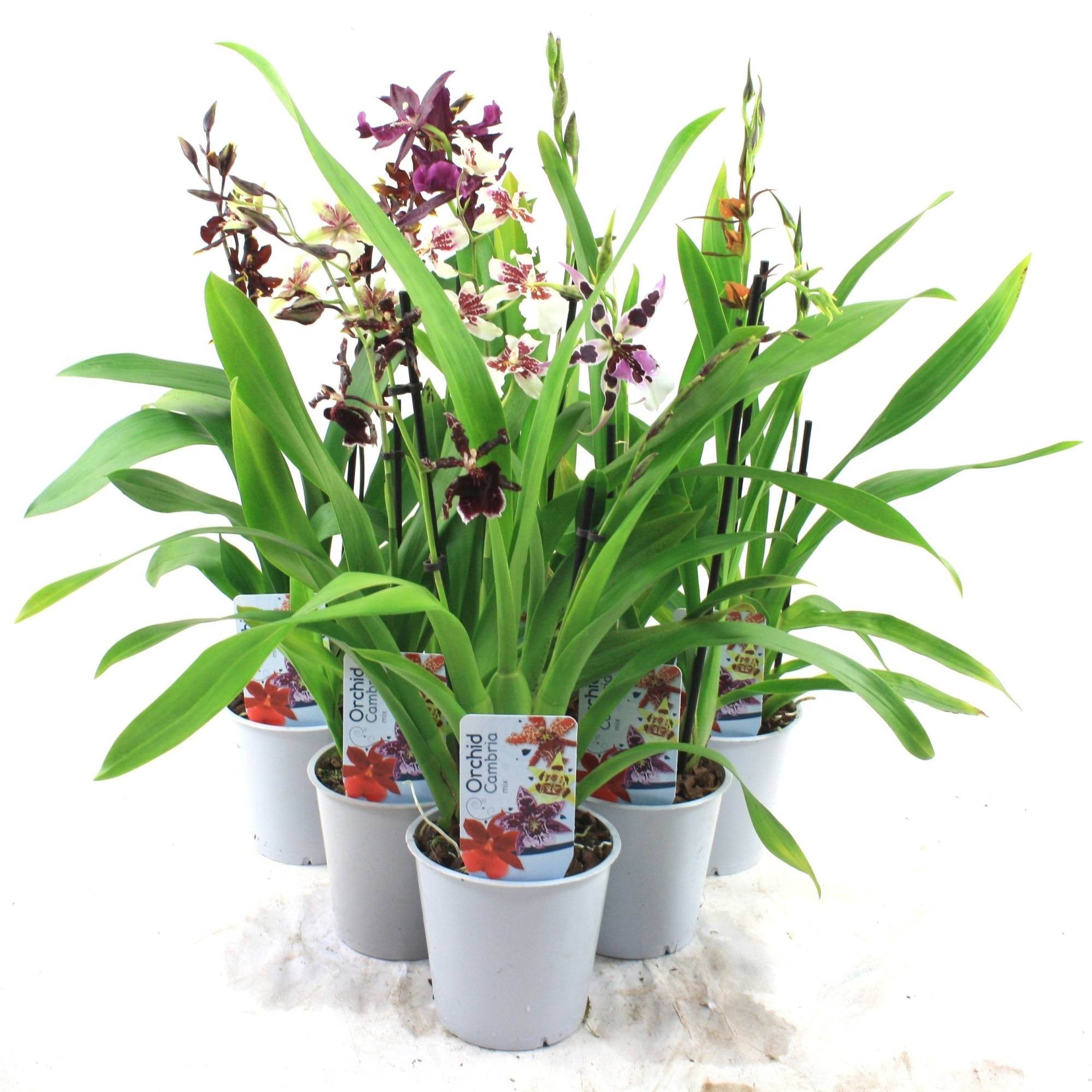 Cambria Mix 2-tak, D 12