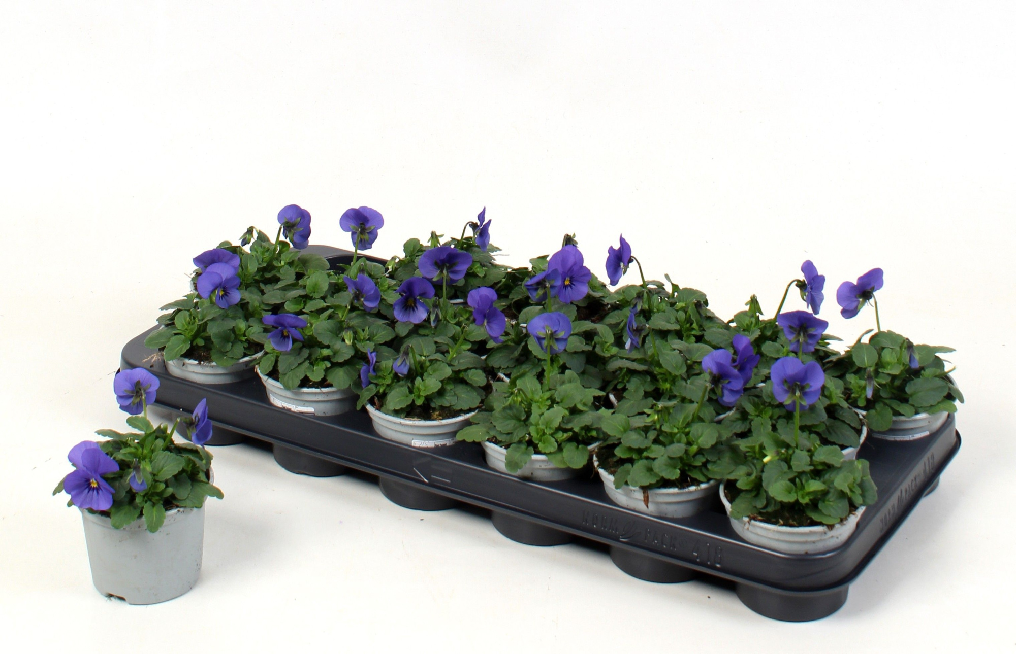 Viola Cornuta True Blue (viool), D 9