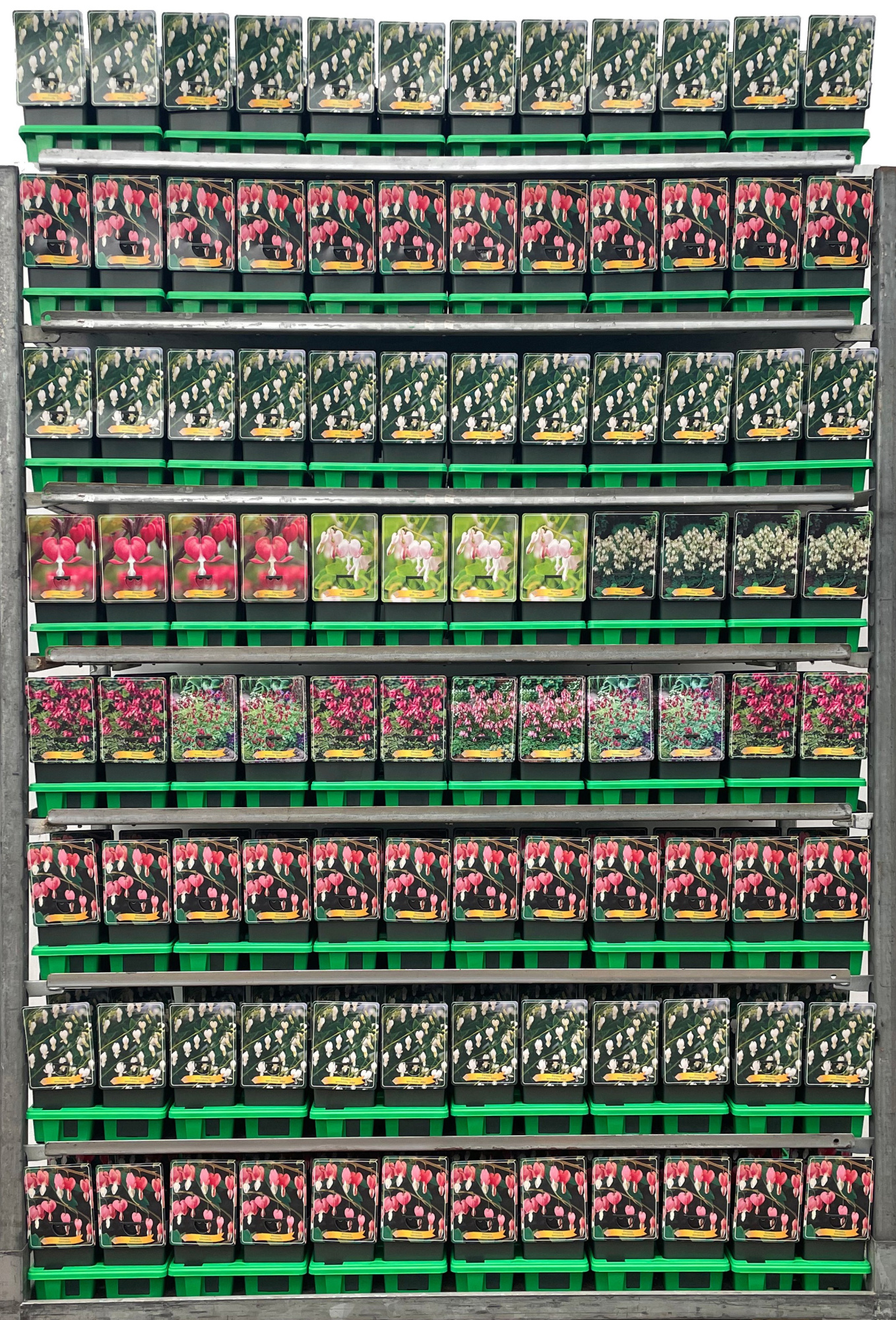 Dicentra formosa en spectabilis Mix CC P11, D 11