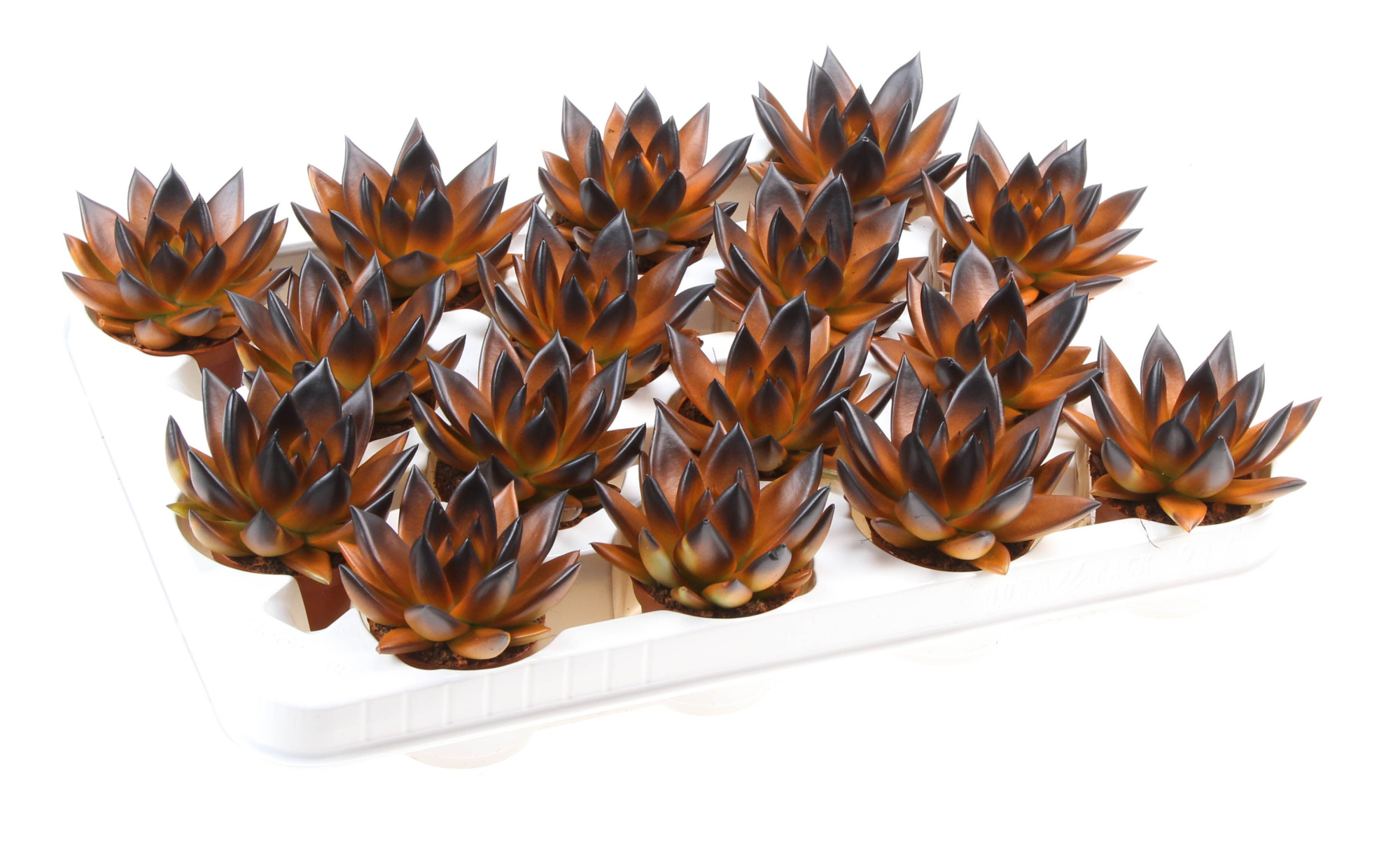 Halloween bicolor orange + black point, D 6