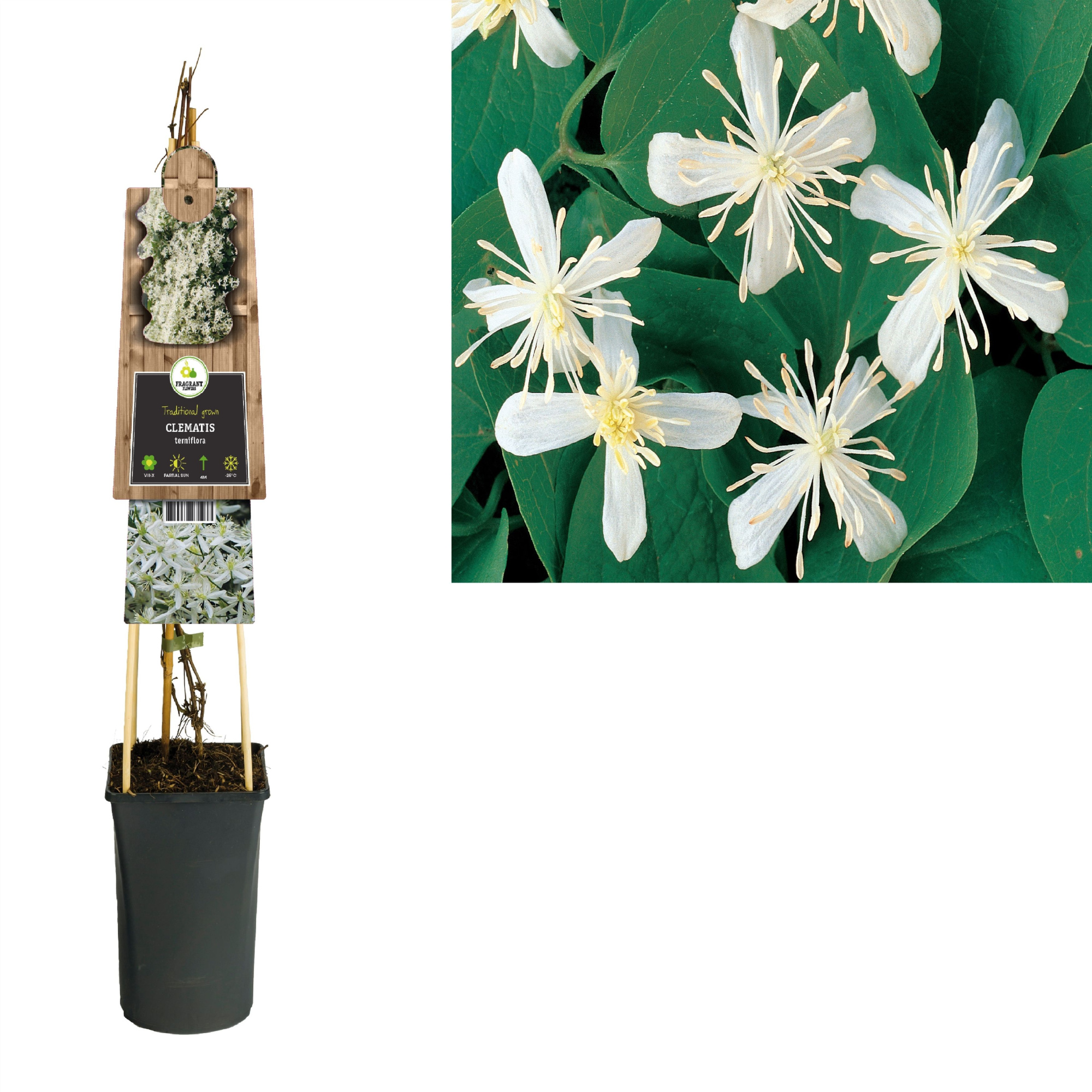 Clematis terniflora +3.0 label, D 17
