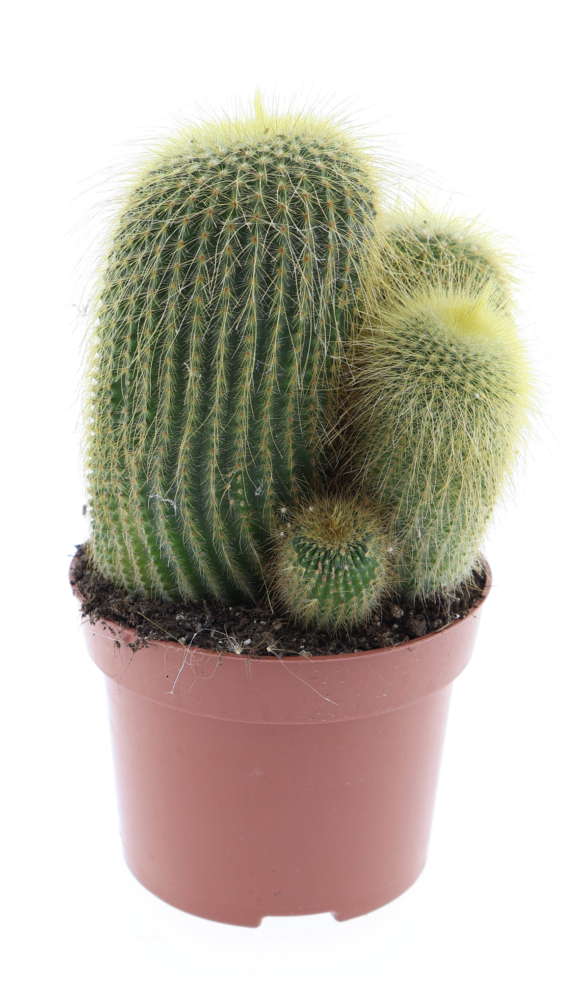 Eriocactus leninghausii, D 12