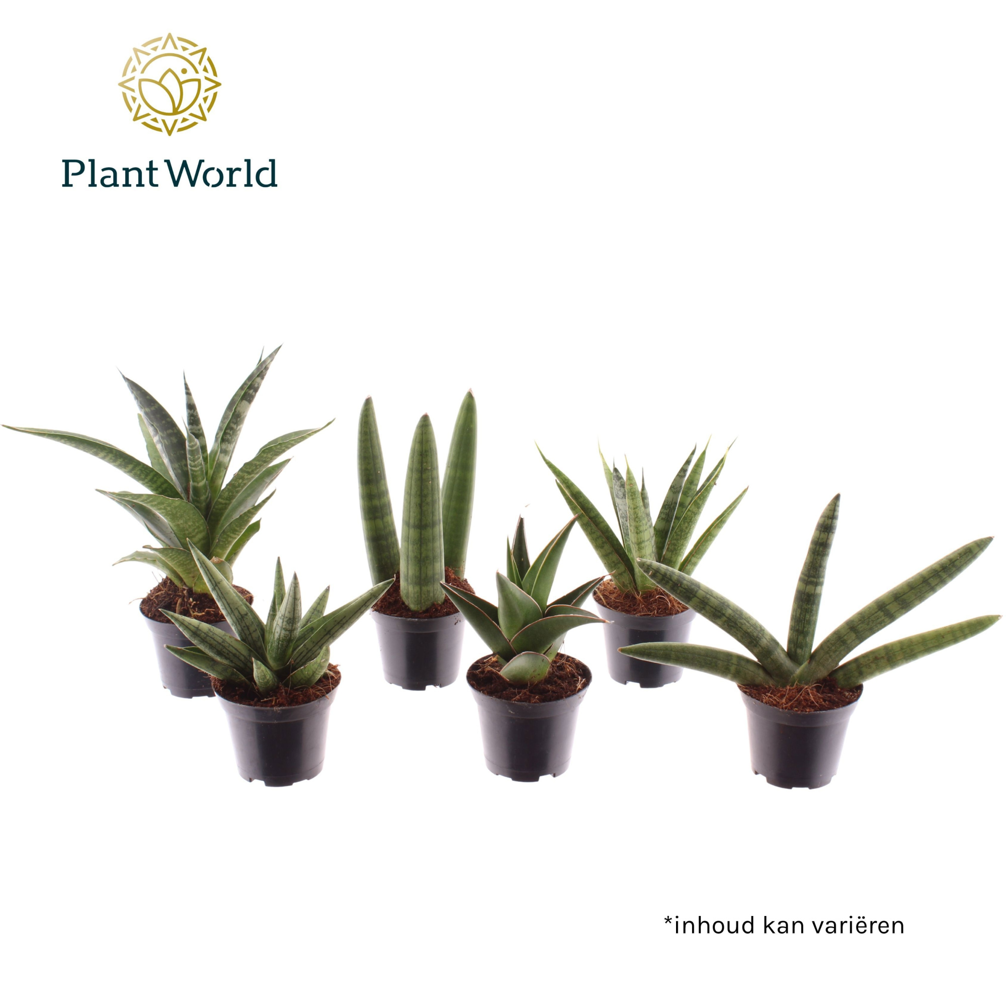 Sansevieria luxe mix 7 cm, D 7