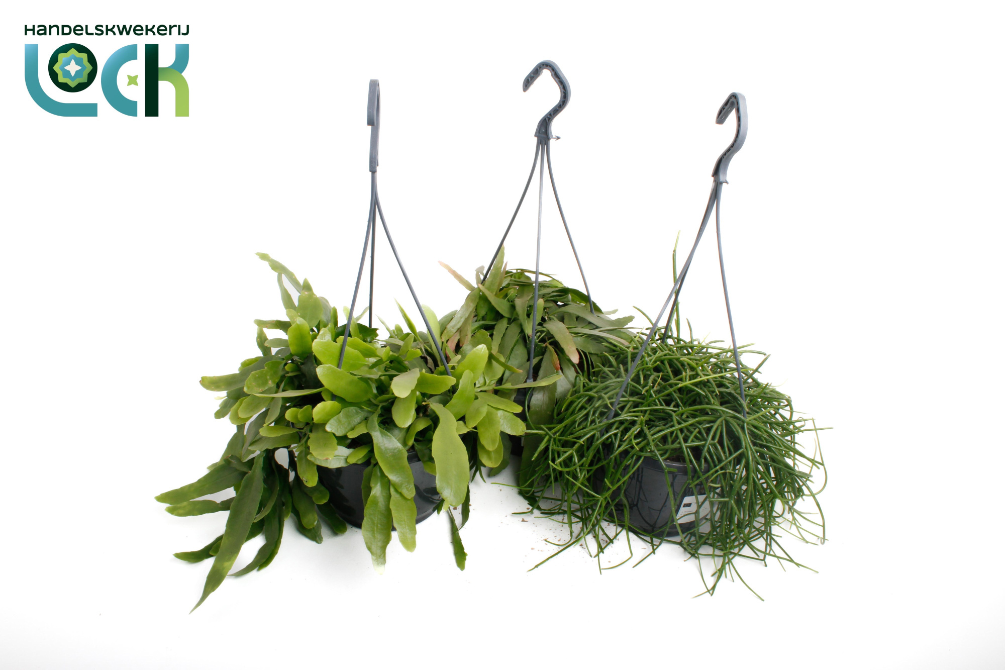 Rhipsalis mix, D 21