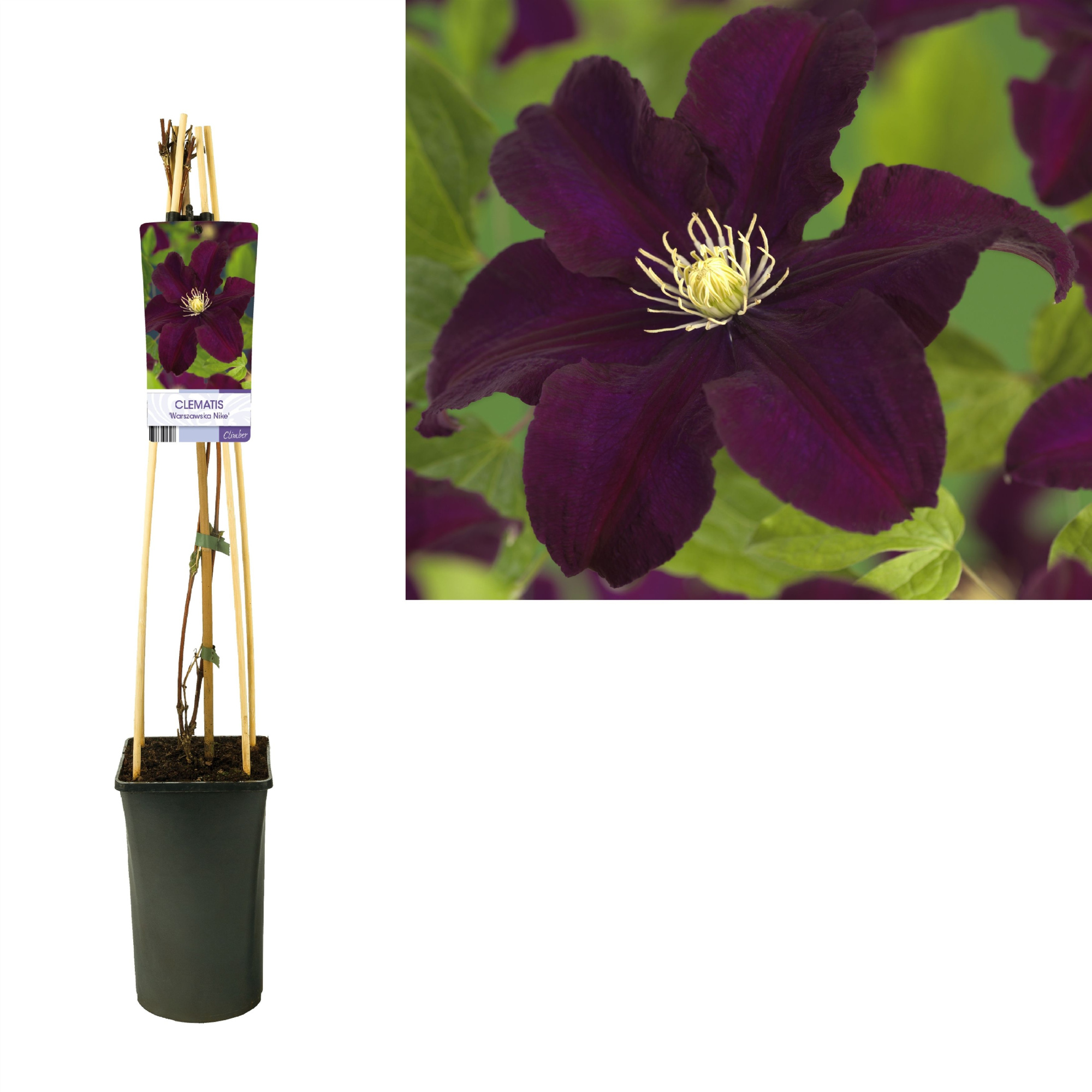 Clematis 'Warszawska Nike' +light label, D 17