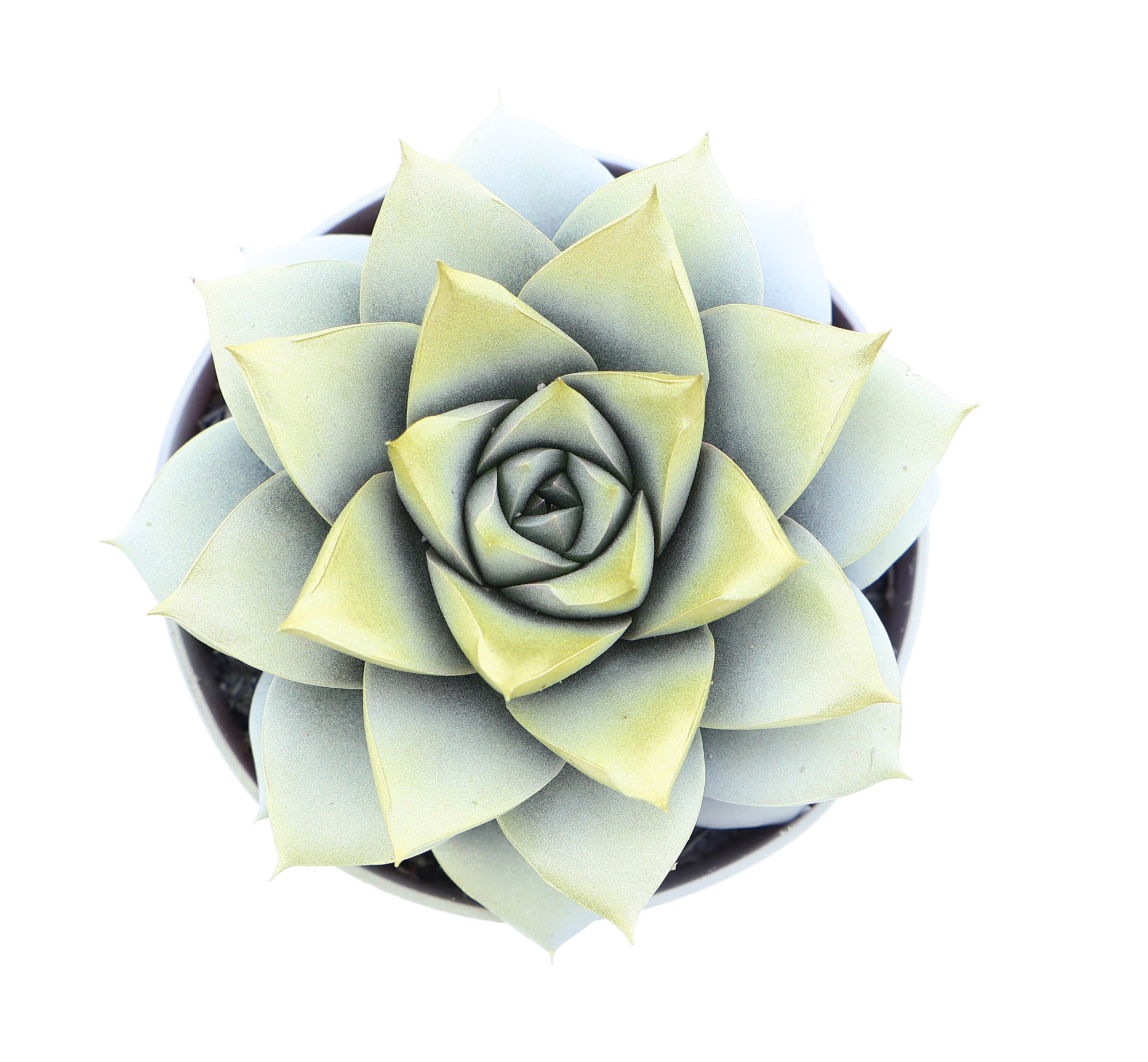 Purper white + gold tips, D 8,5