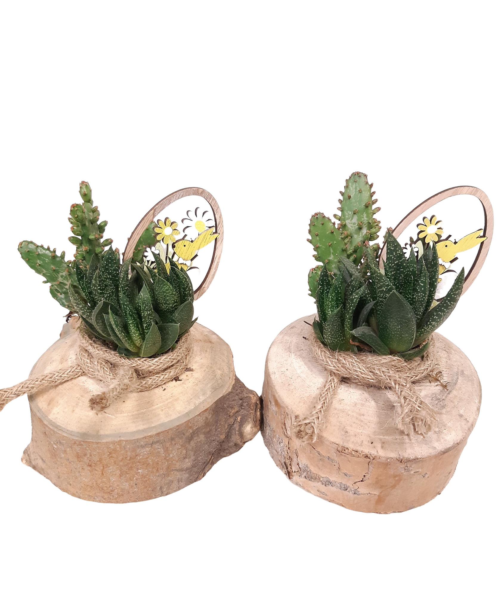 BSR15PAS houten schijf Succulentmix jute deco Pasen, D 13