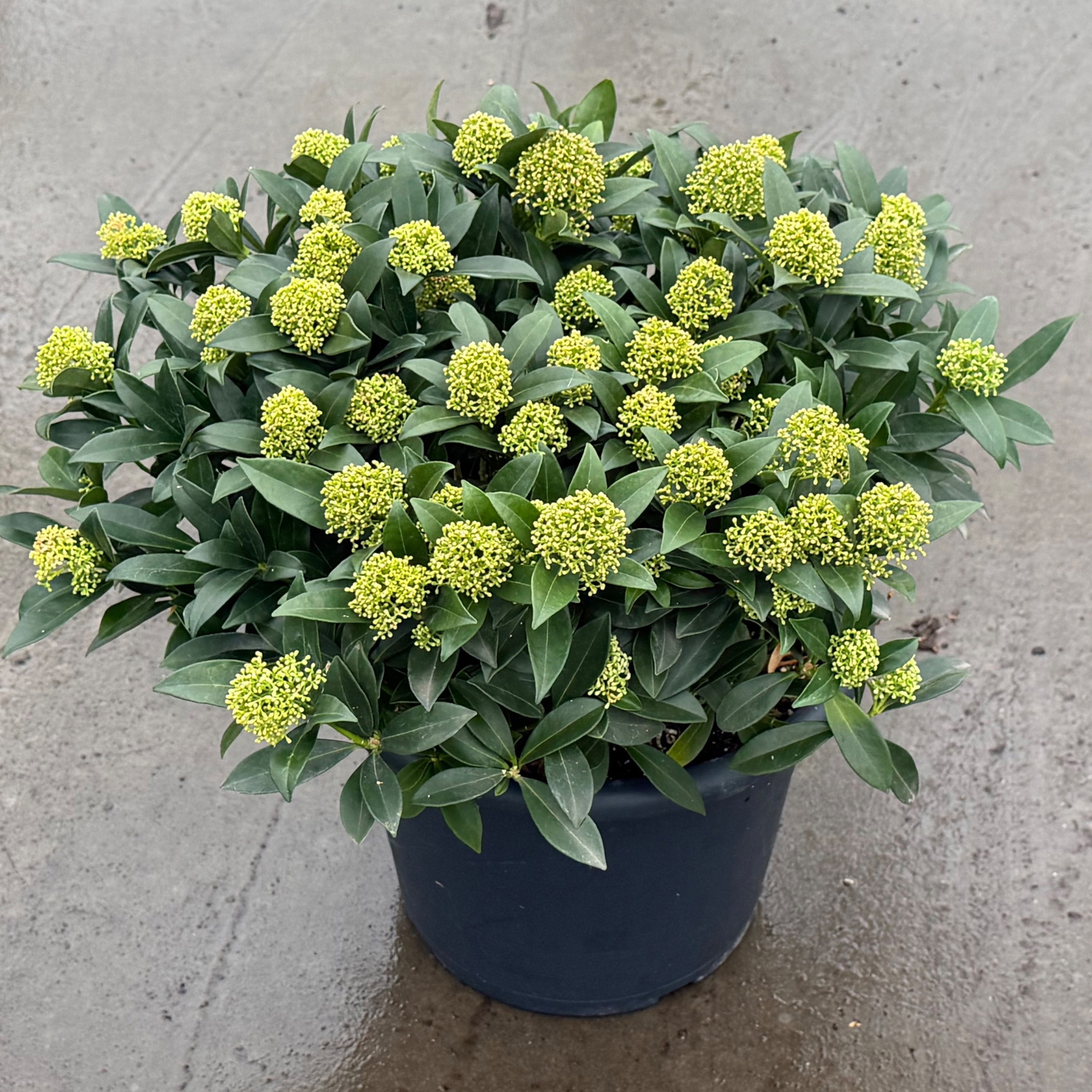 Skimmia japonica 'White Dwarf', D 31