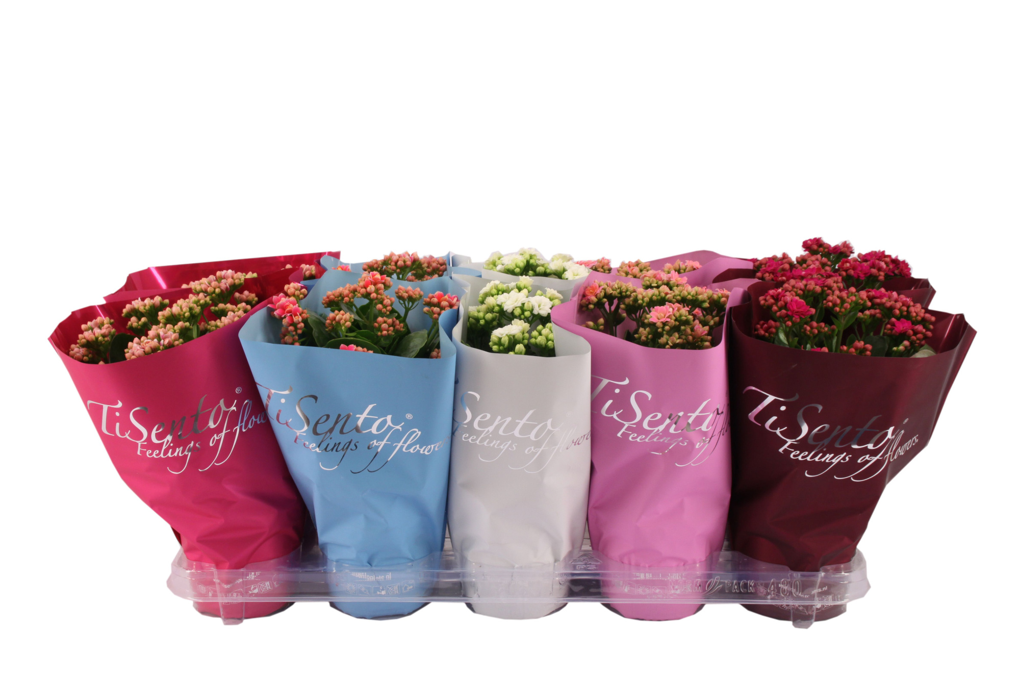 Calandiva 12 cm - Januari Mix, D 12