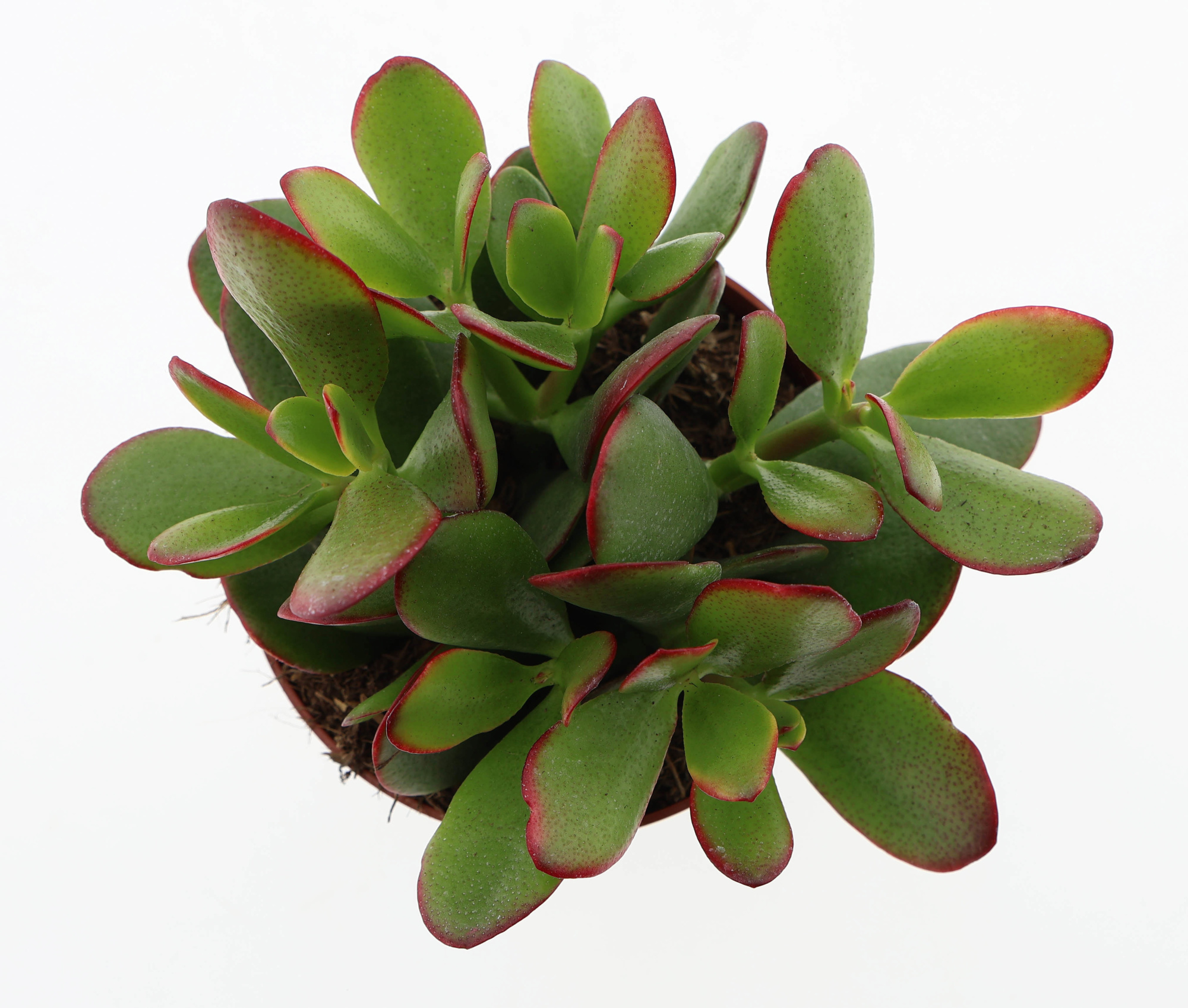 Crassula ovata sunset, D 10,5