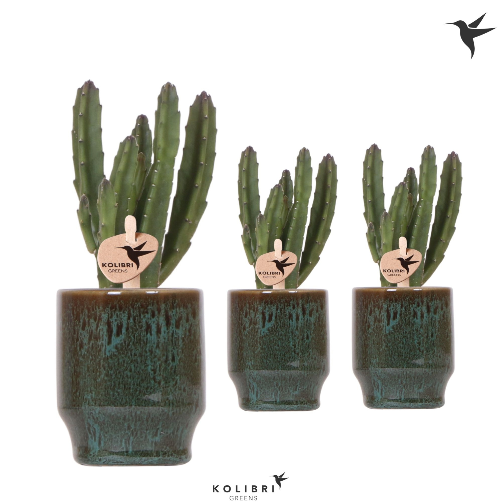 Kolibri Greens Stapelia Leendertziae in Classy pot green, D 6