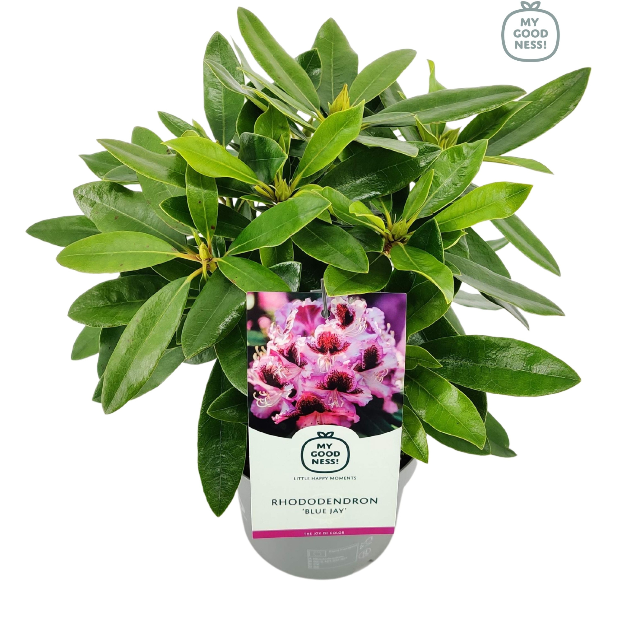 Rhododendron 30-35 /2 liter 'Blue Jay', D 17