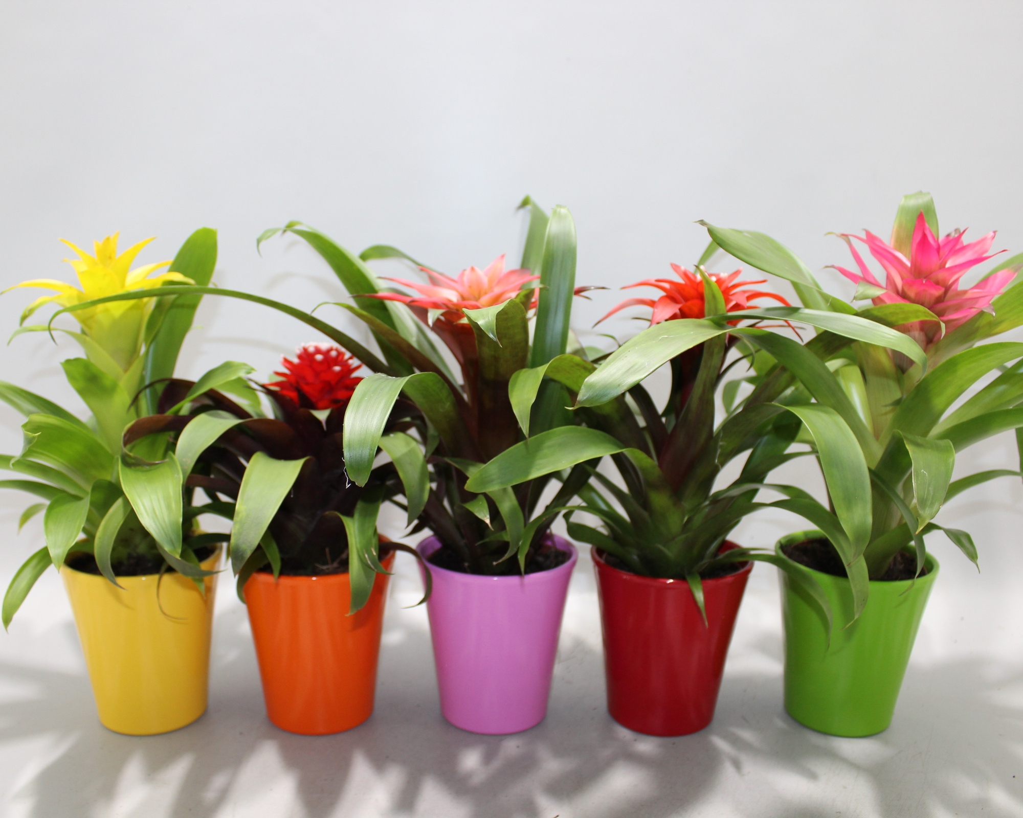 Guzmania Compact Plus Gemengd 10.5cm (Met Hoes), D 10,5