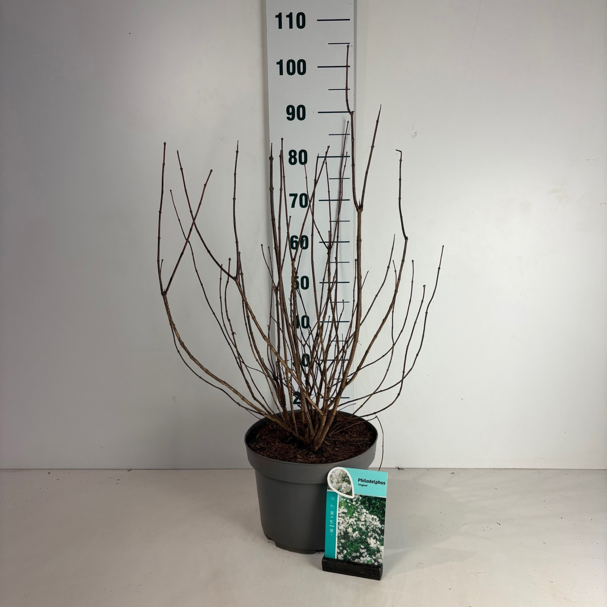 Philadelphus Virginal, D 29