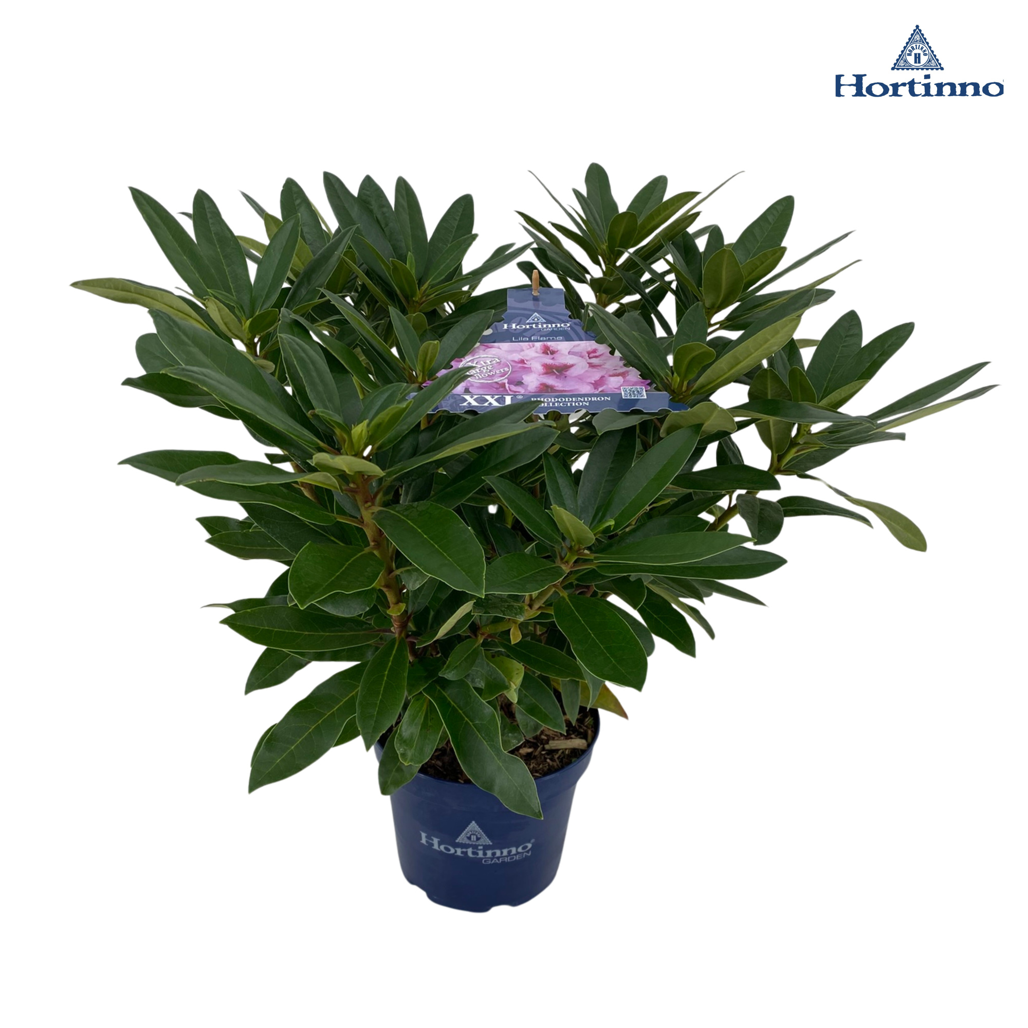 Rhododendron 50-60 /5 liter 'Lila Flame', D 23