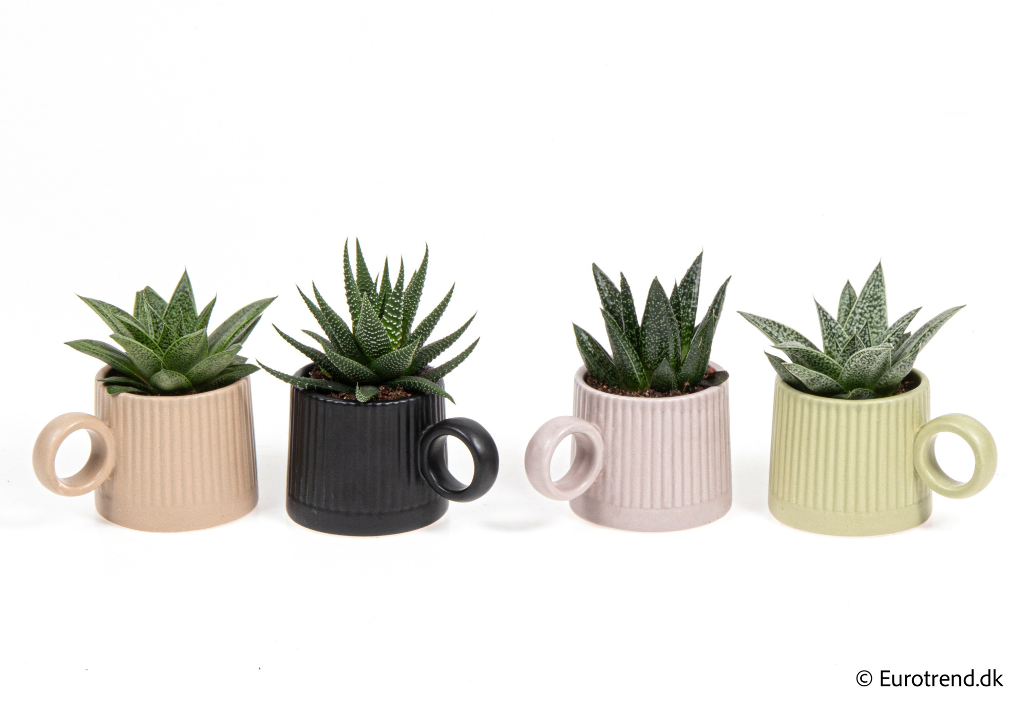 Succulent Mix in New Look ceramic 2026, D 6