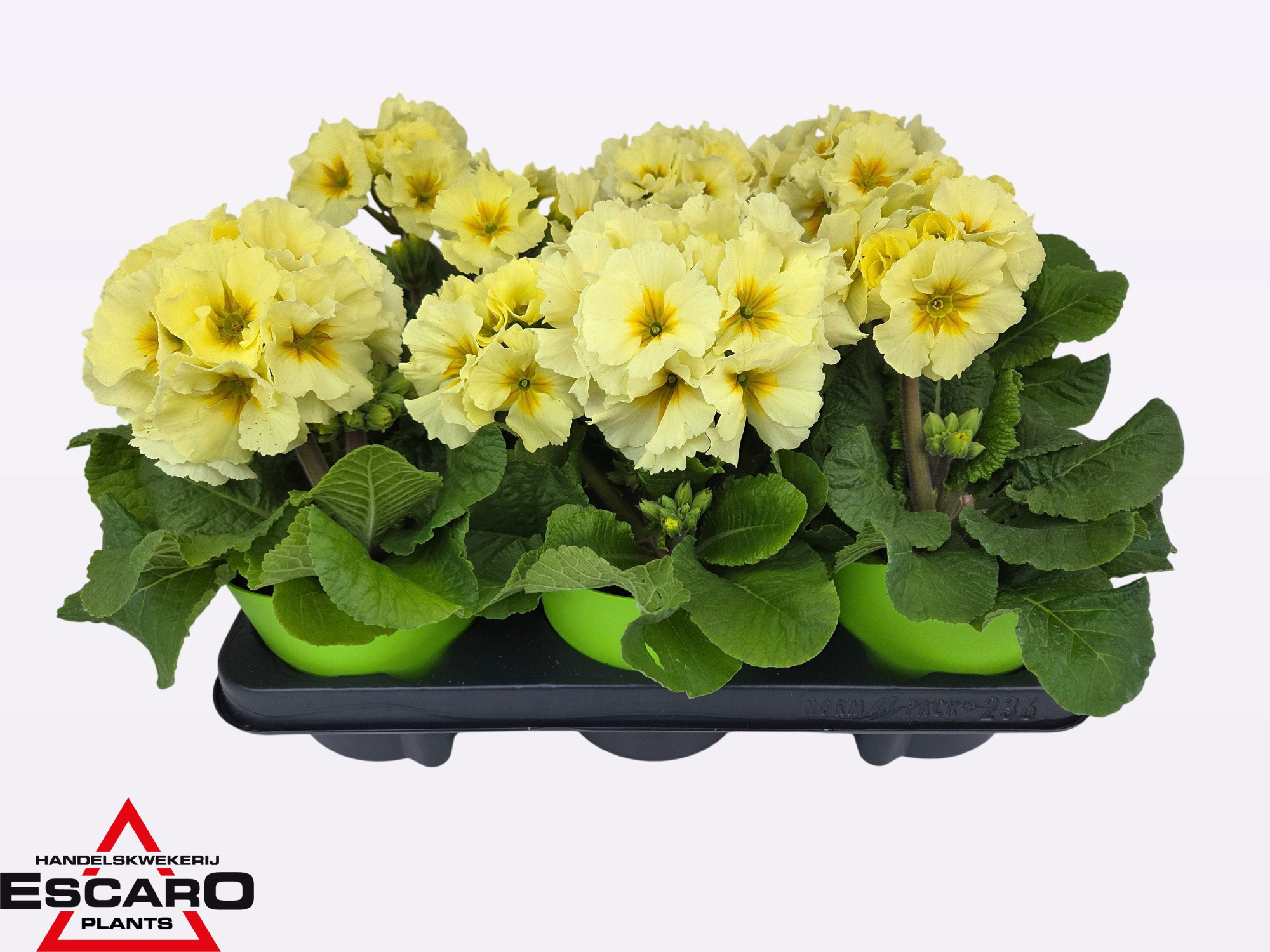 Primula elatior lime ton sur ton, D 12,5