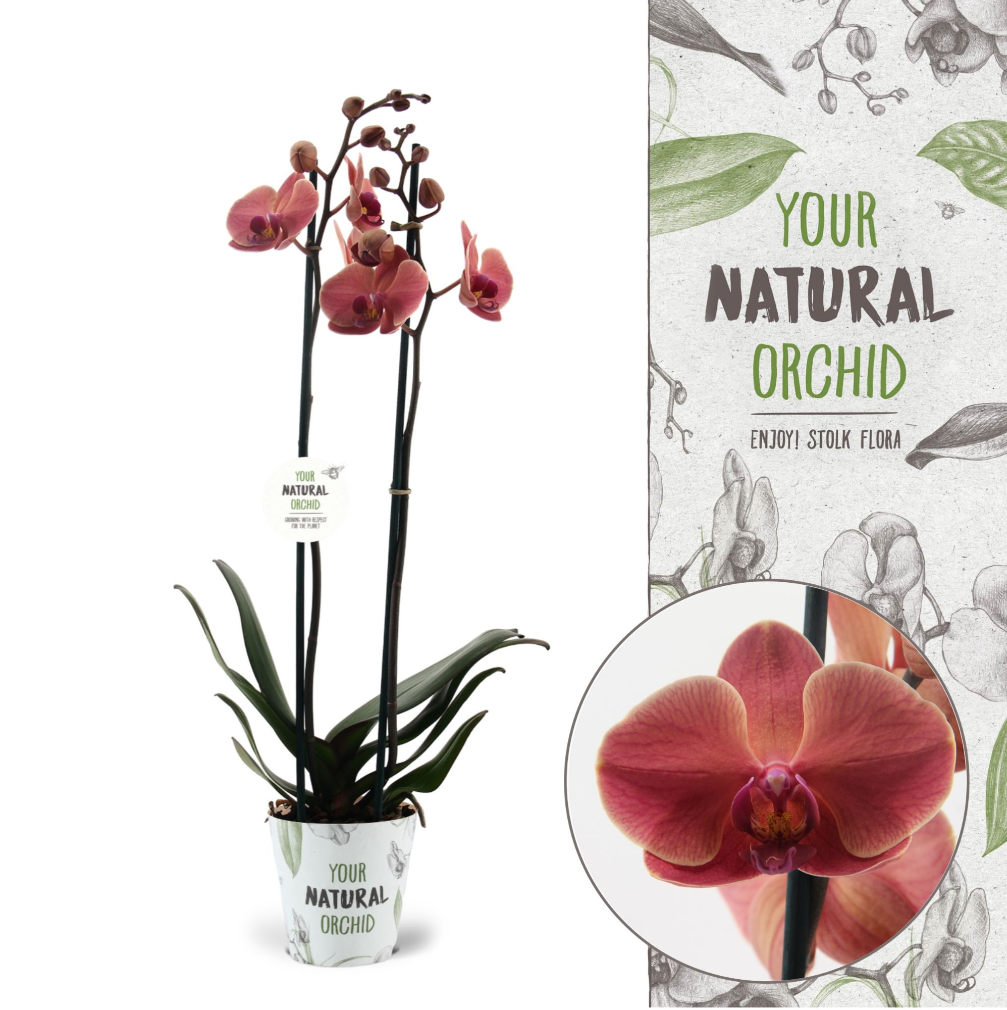 Your Natural Orchid | Narbonne | Phalaenopsis 2 spike, D 12