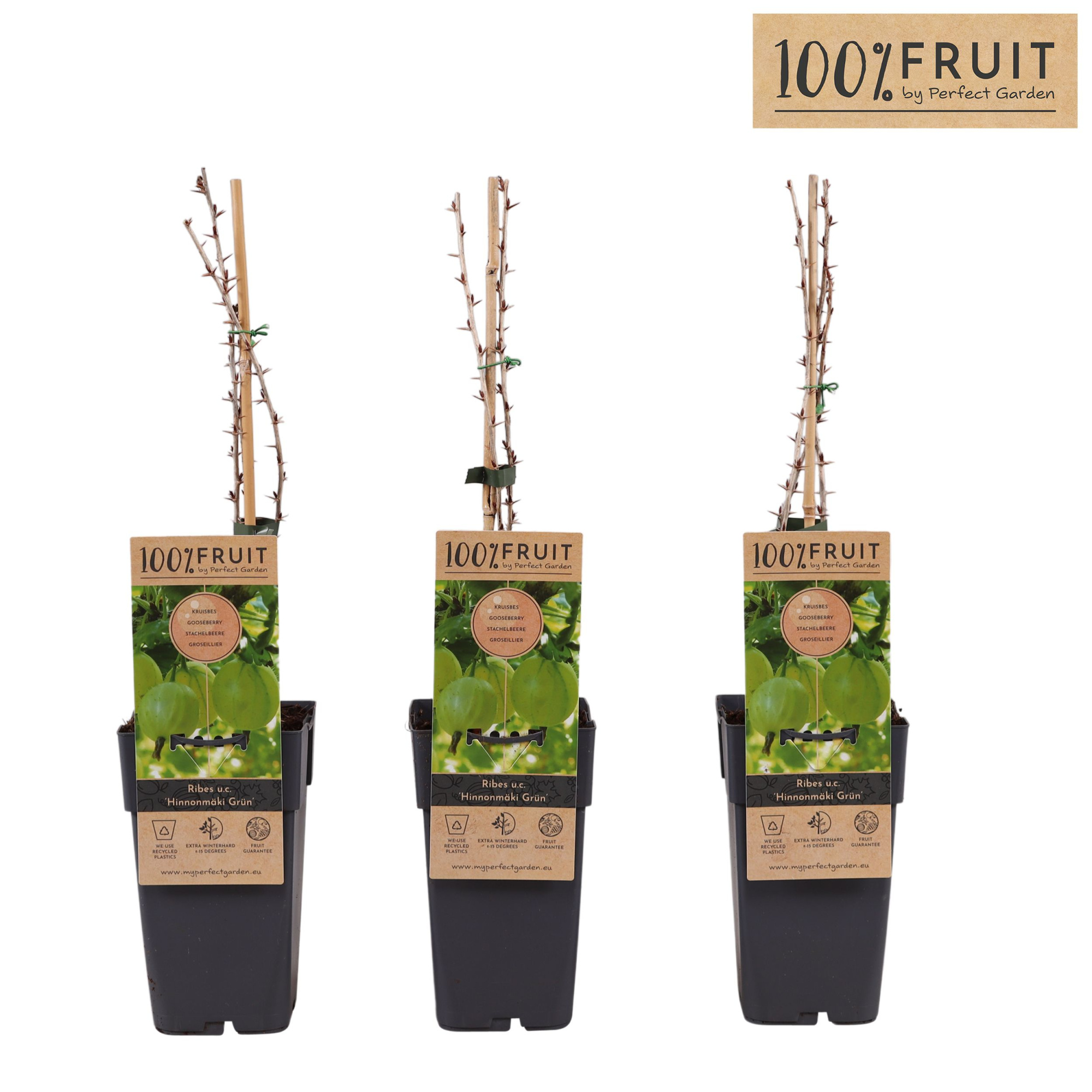 Ribes uva-crispa Hinnonmäki Grön P15, D 15